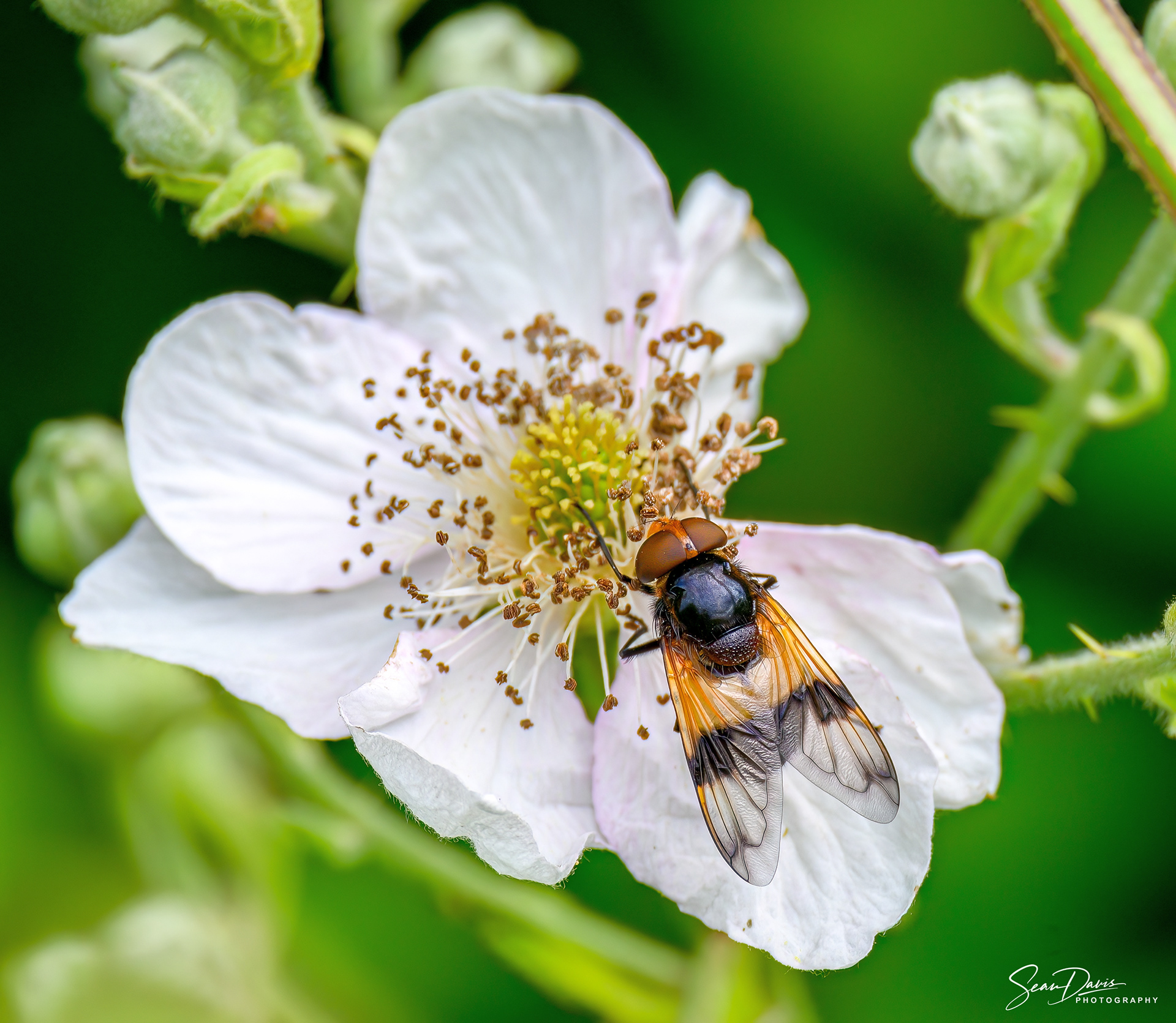 Hover Fly
