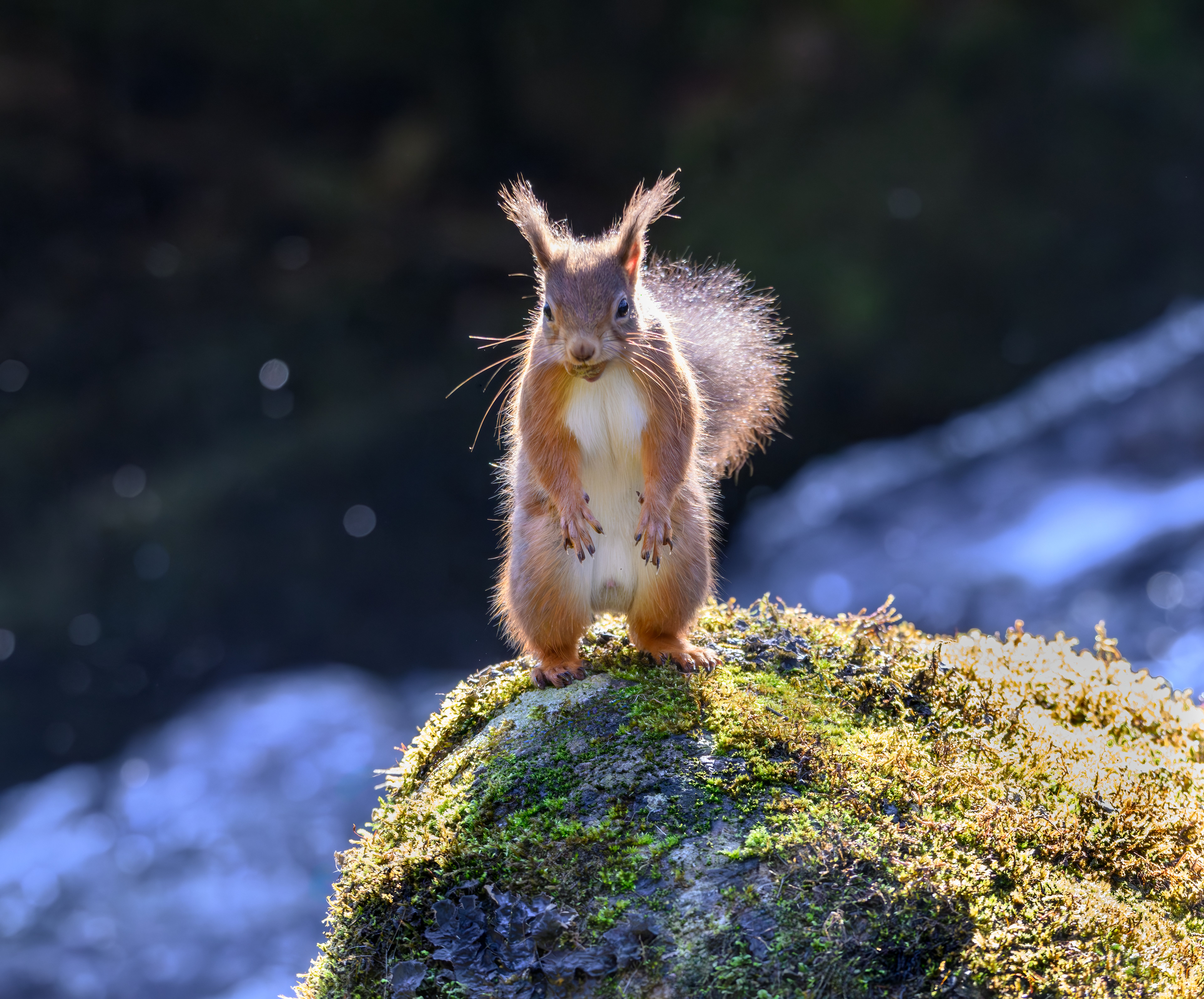 Red Squirrel
