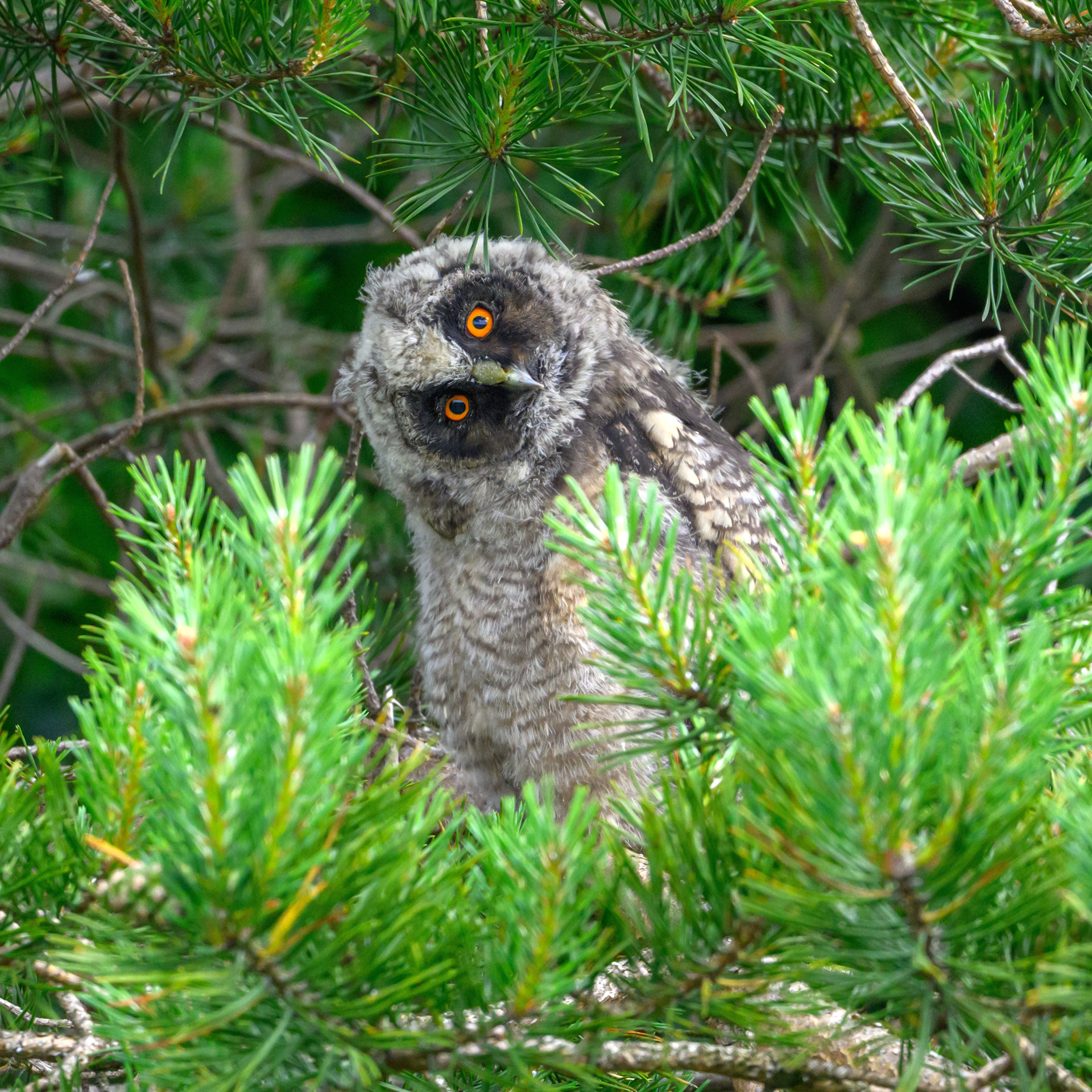 Long Eared Owl