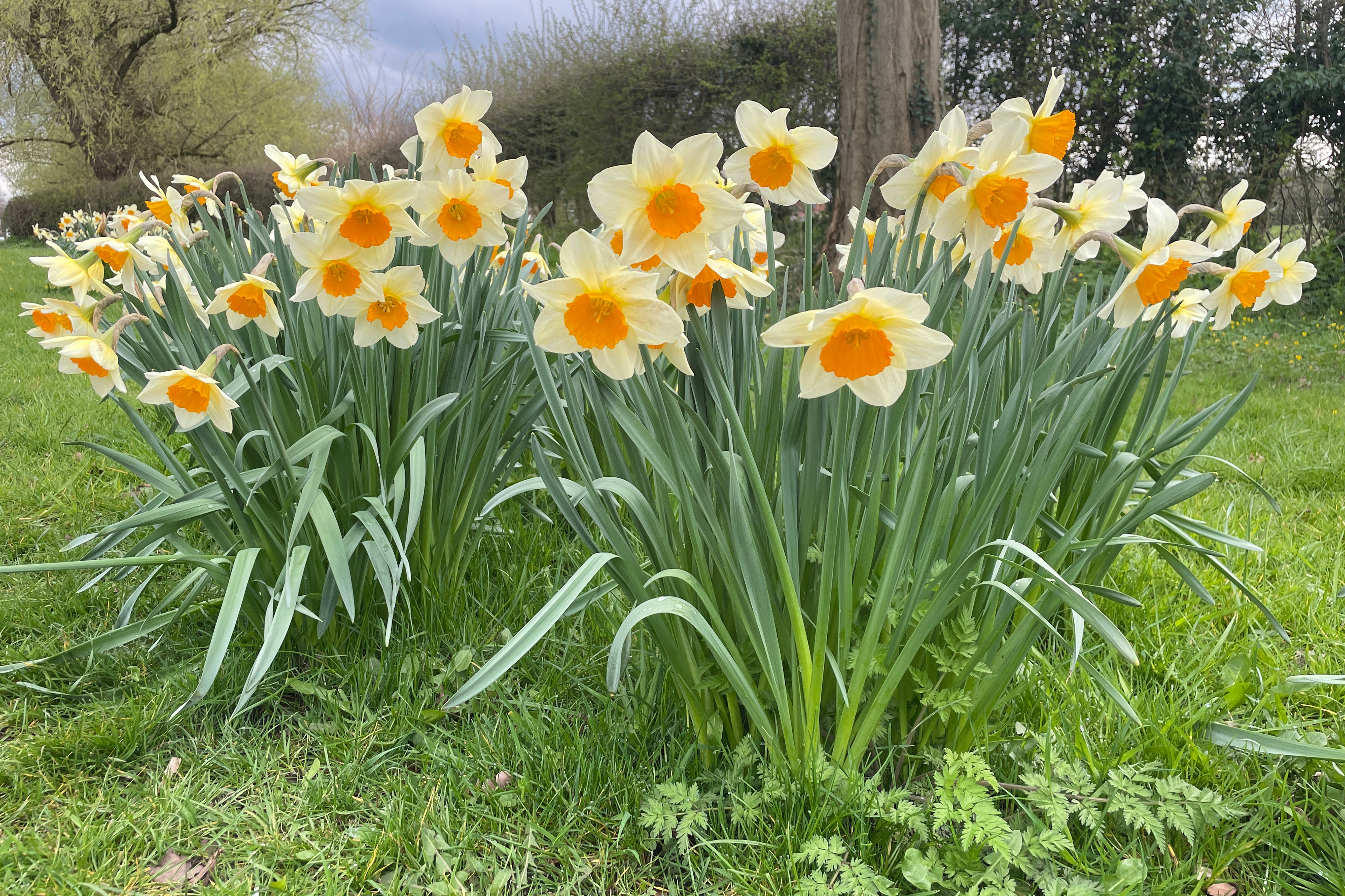 Daffodils