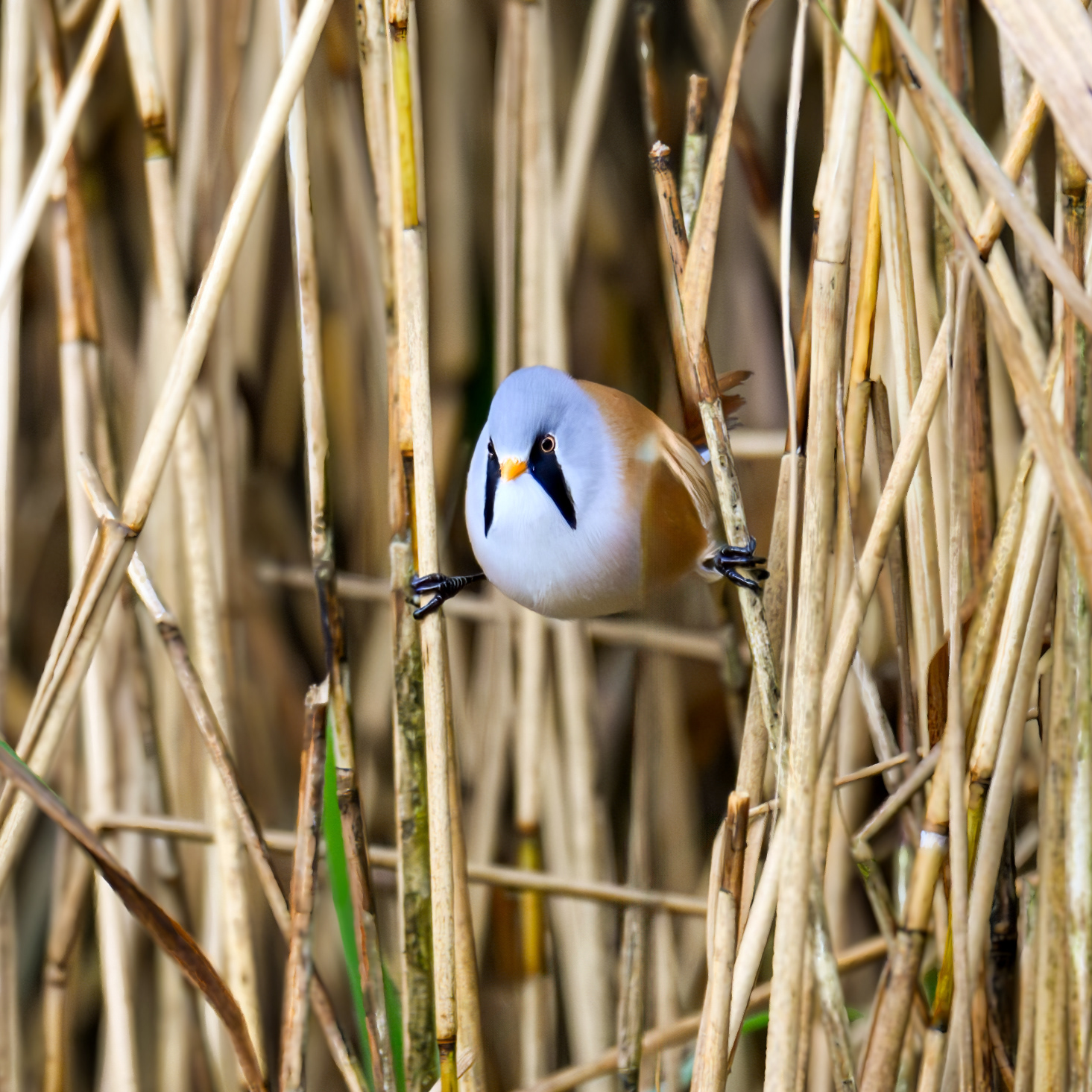 Bearded Tit