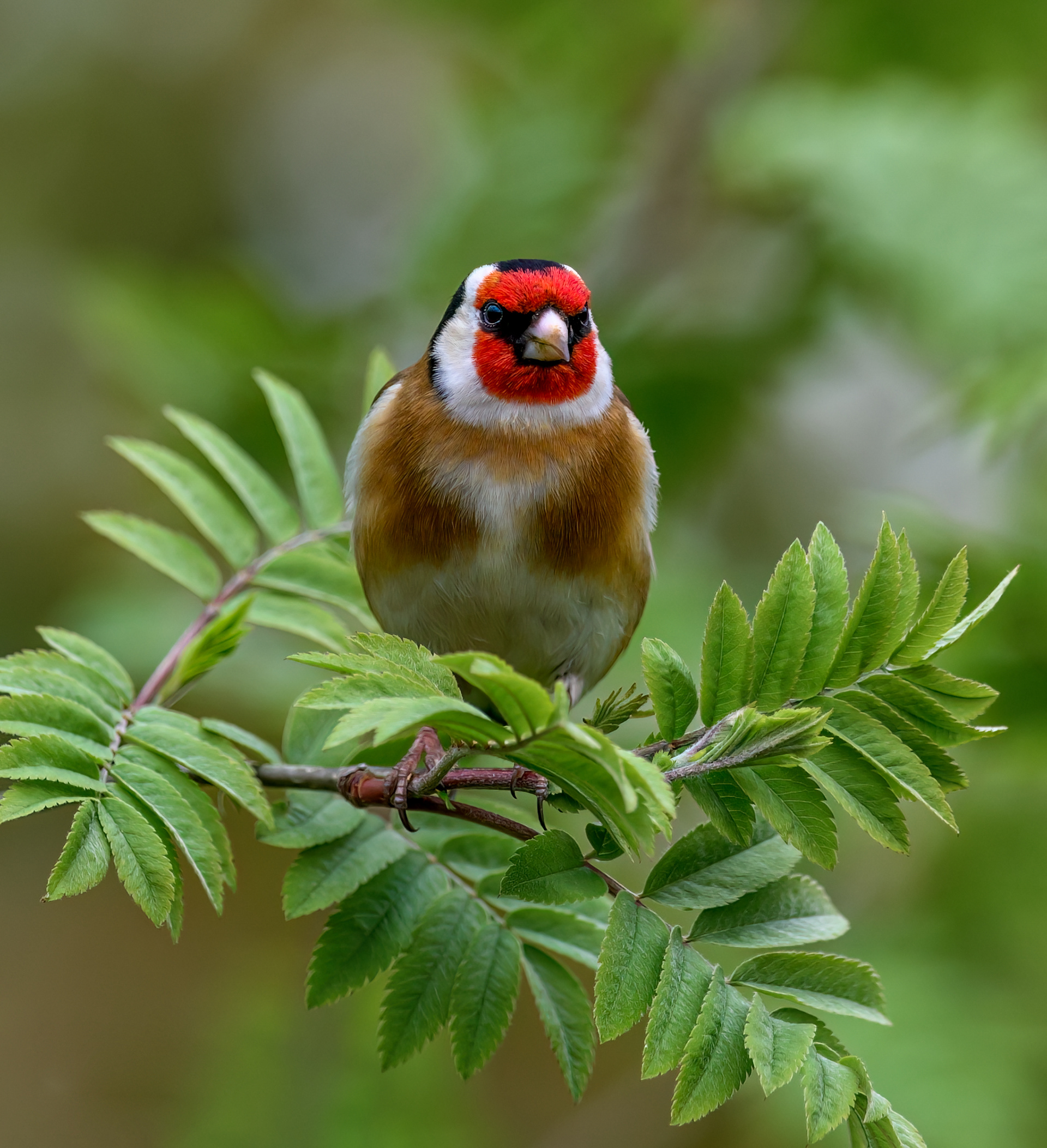 Goldfinch