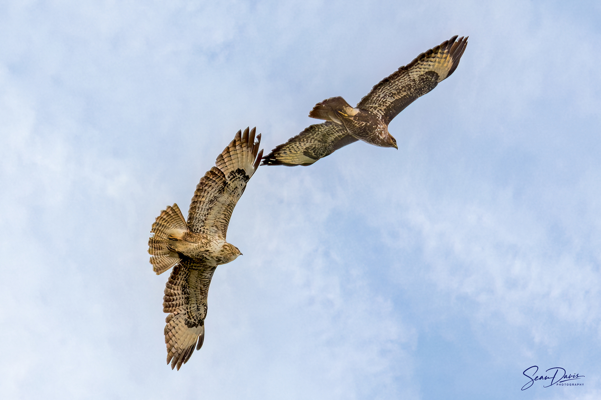 Buzzards