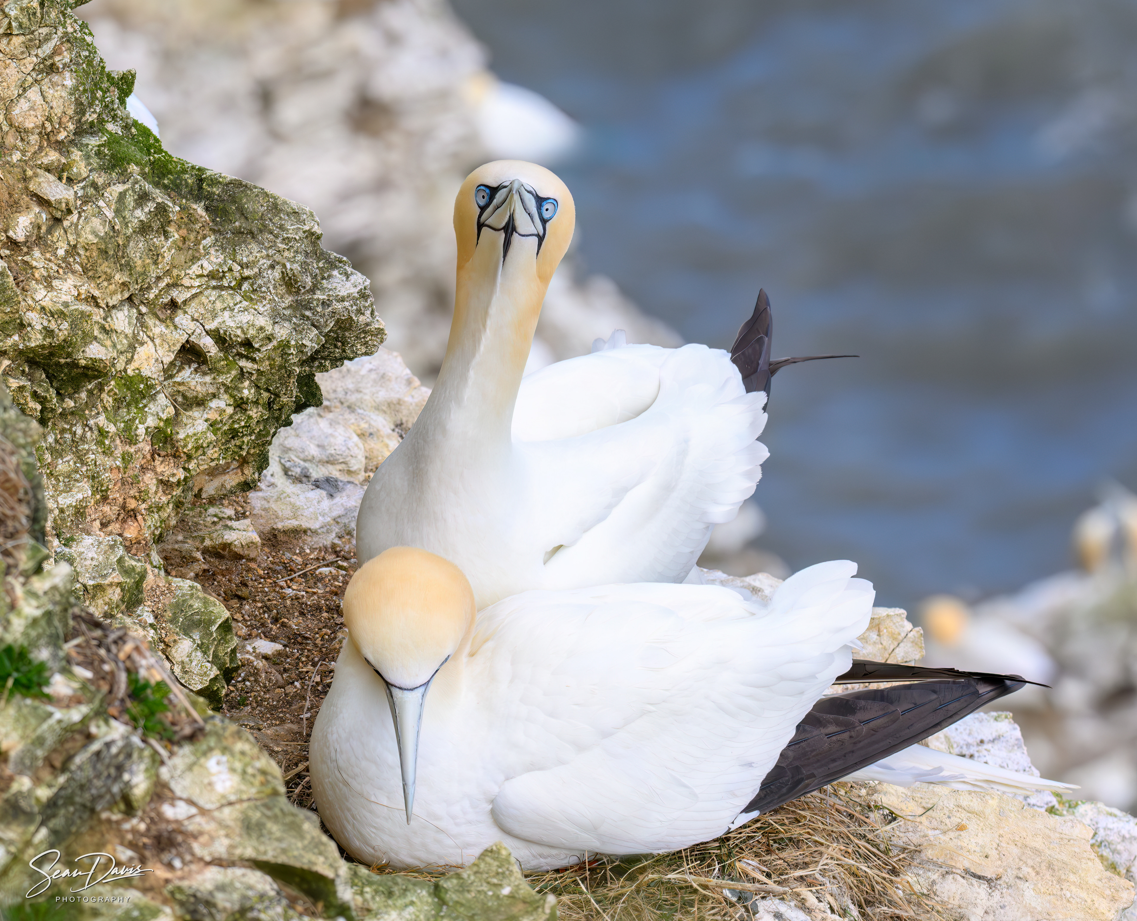 Northern Gannet