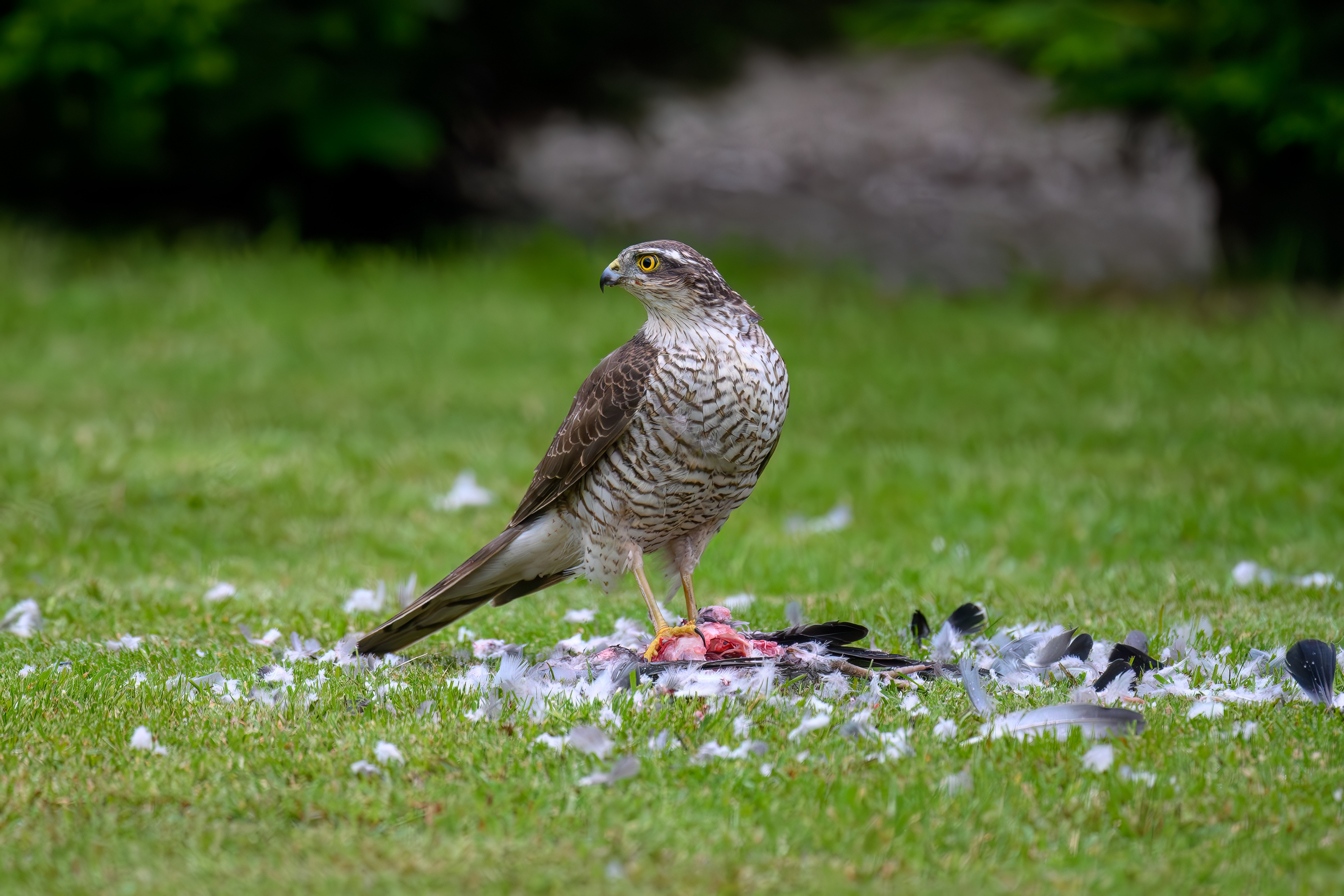 Sparrow Hawk