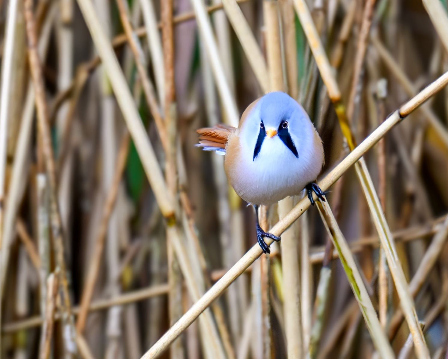 Bearded Tit