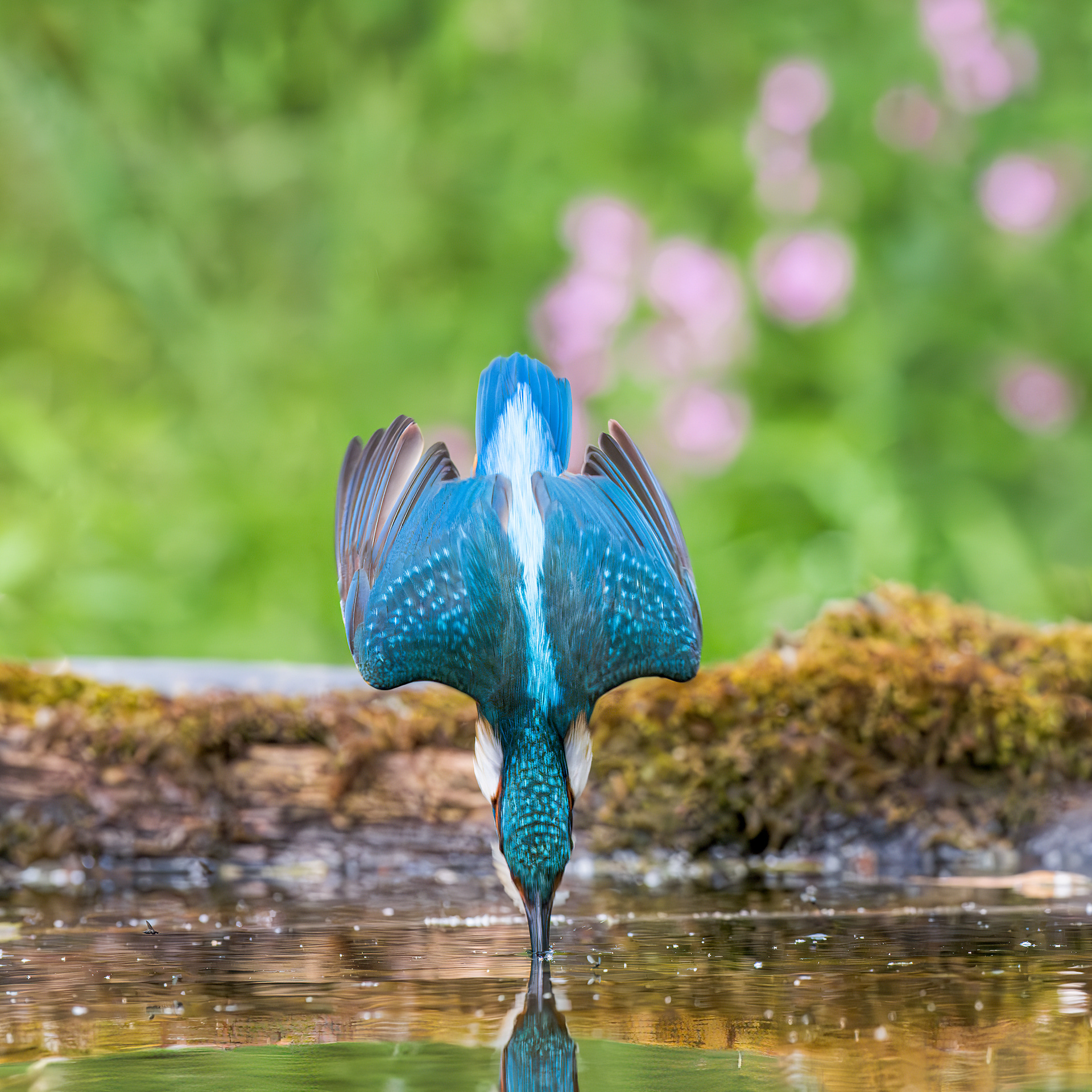 Common Kingfisher