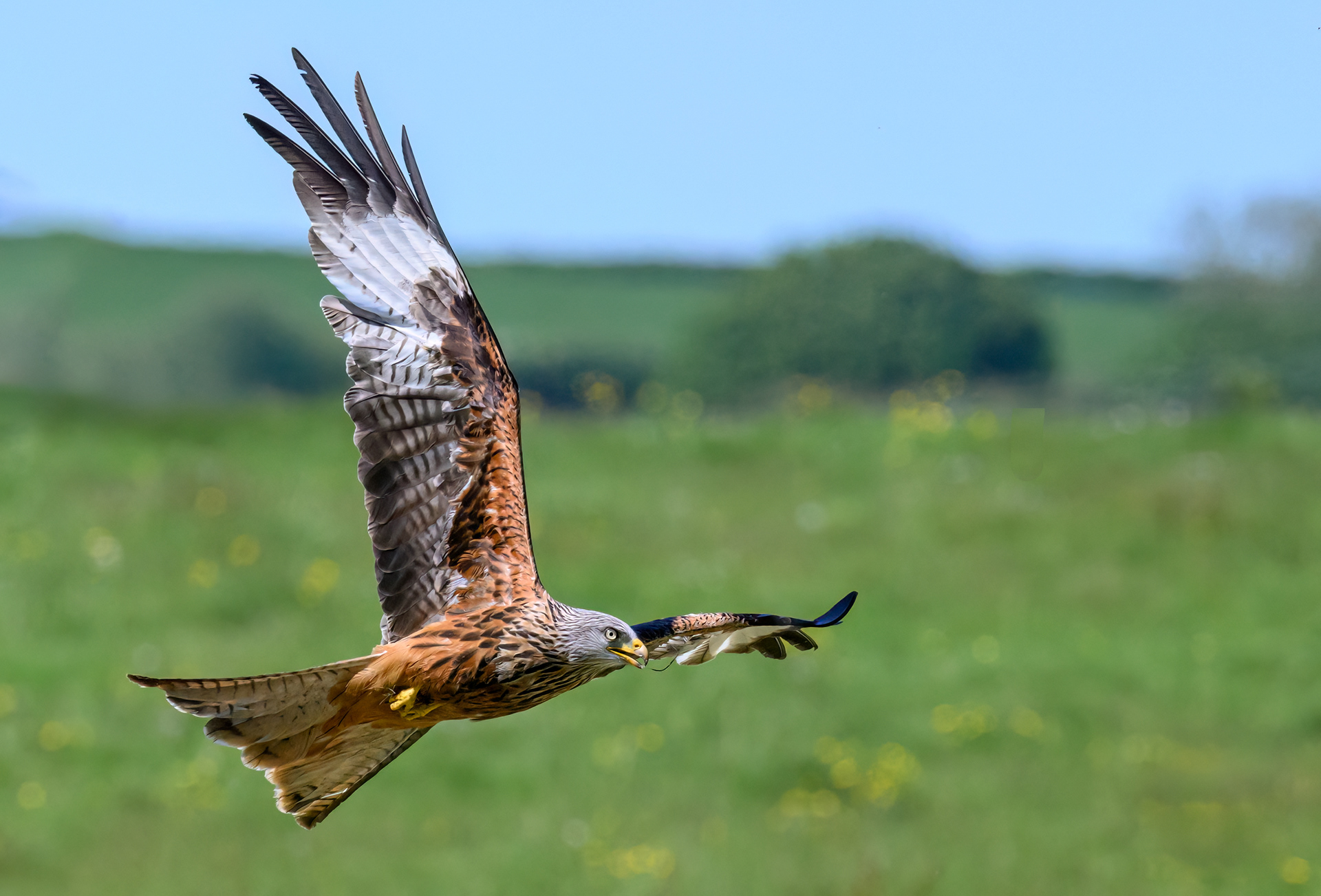 Red Kite