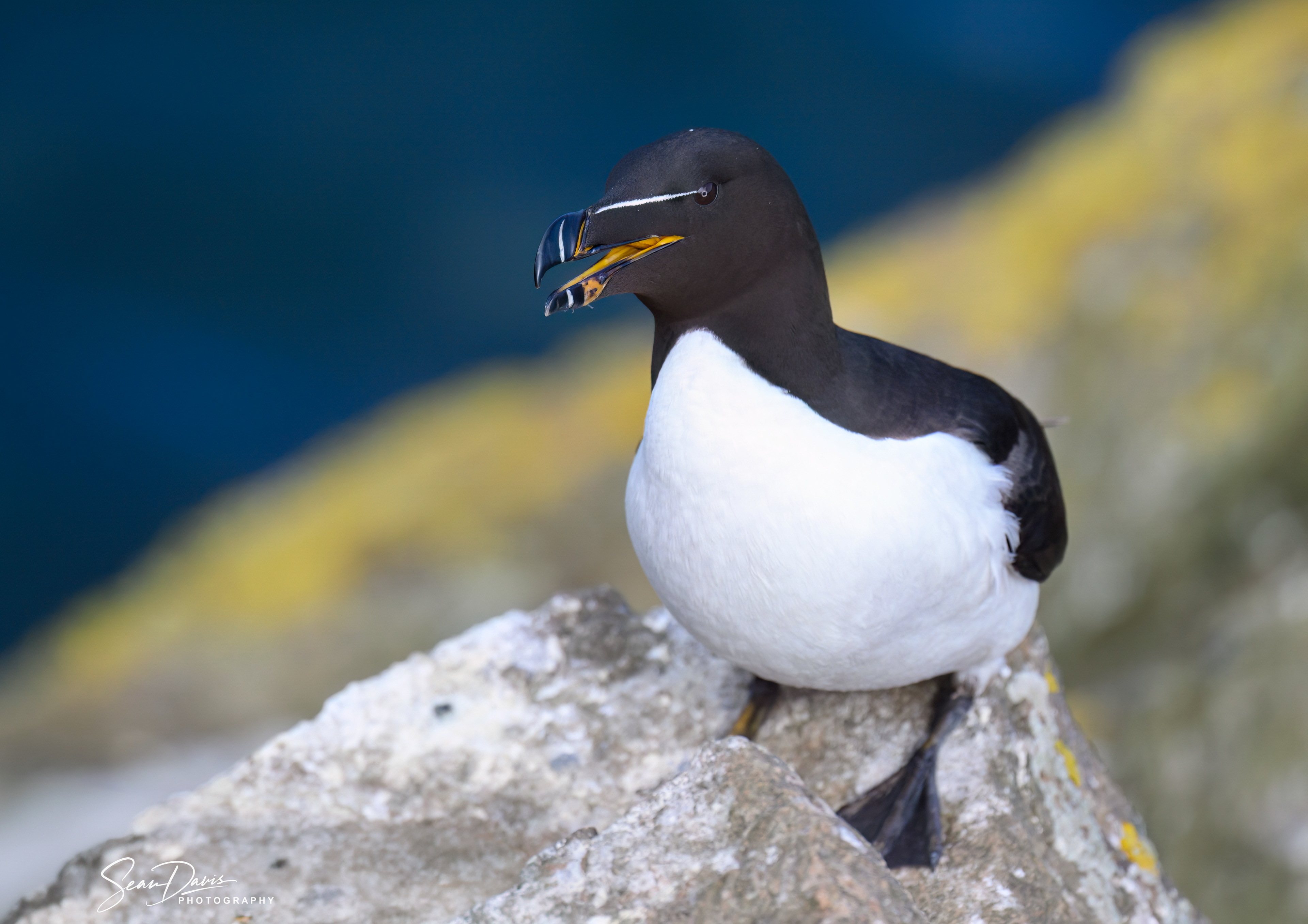 Razorbill