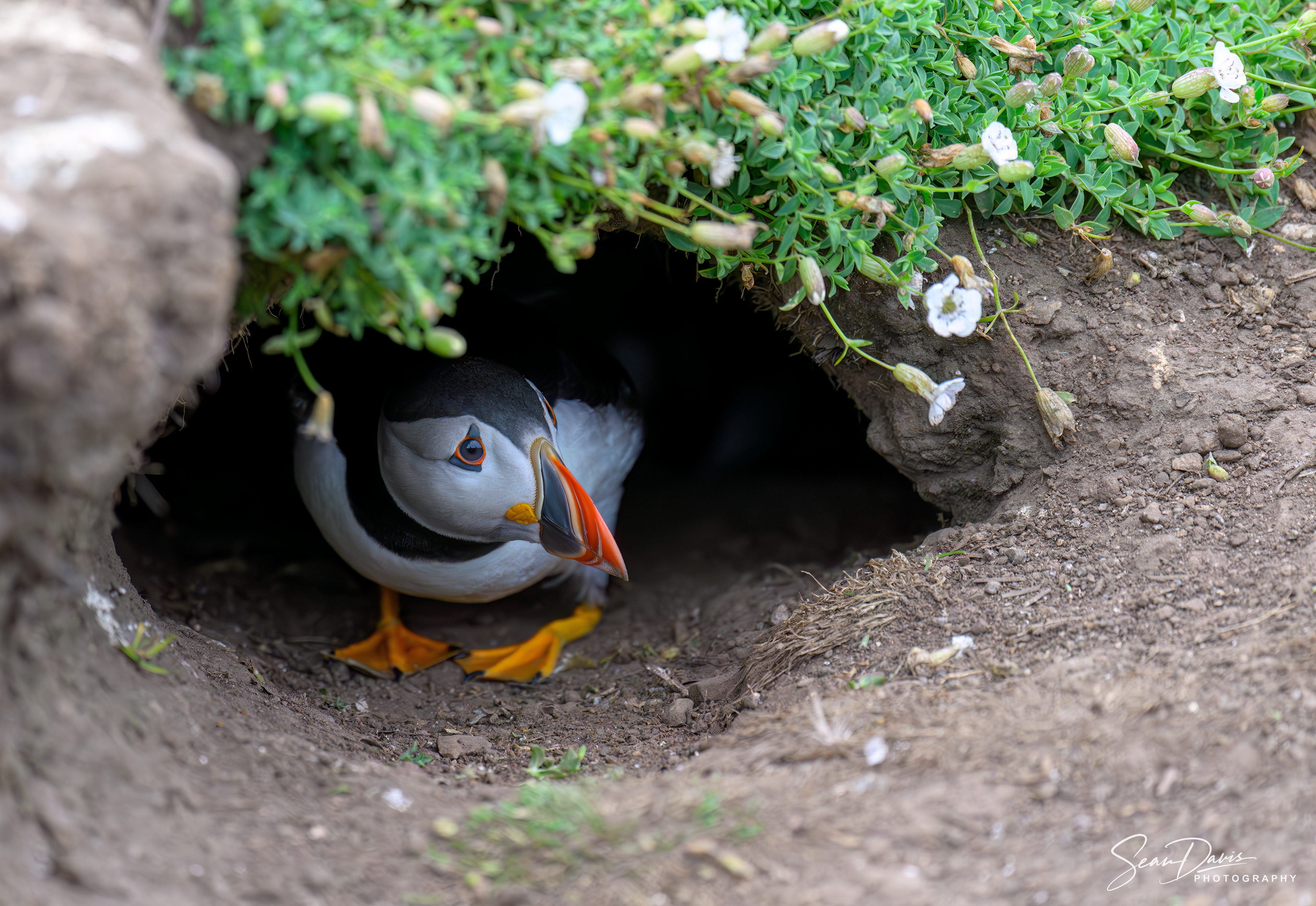 Puffin