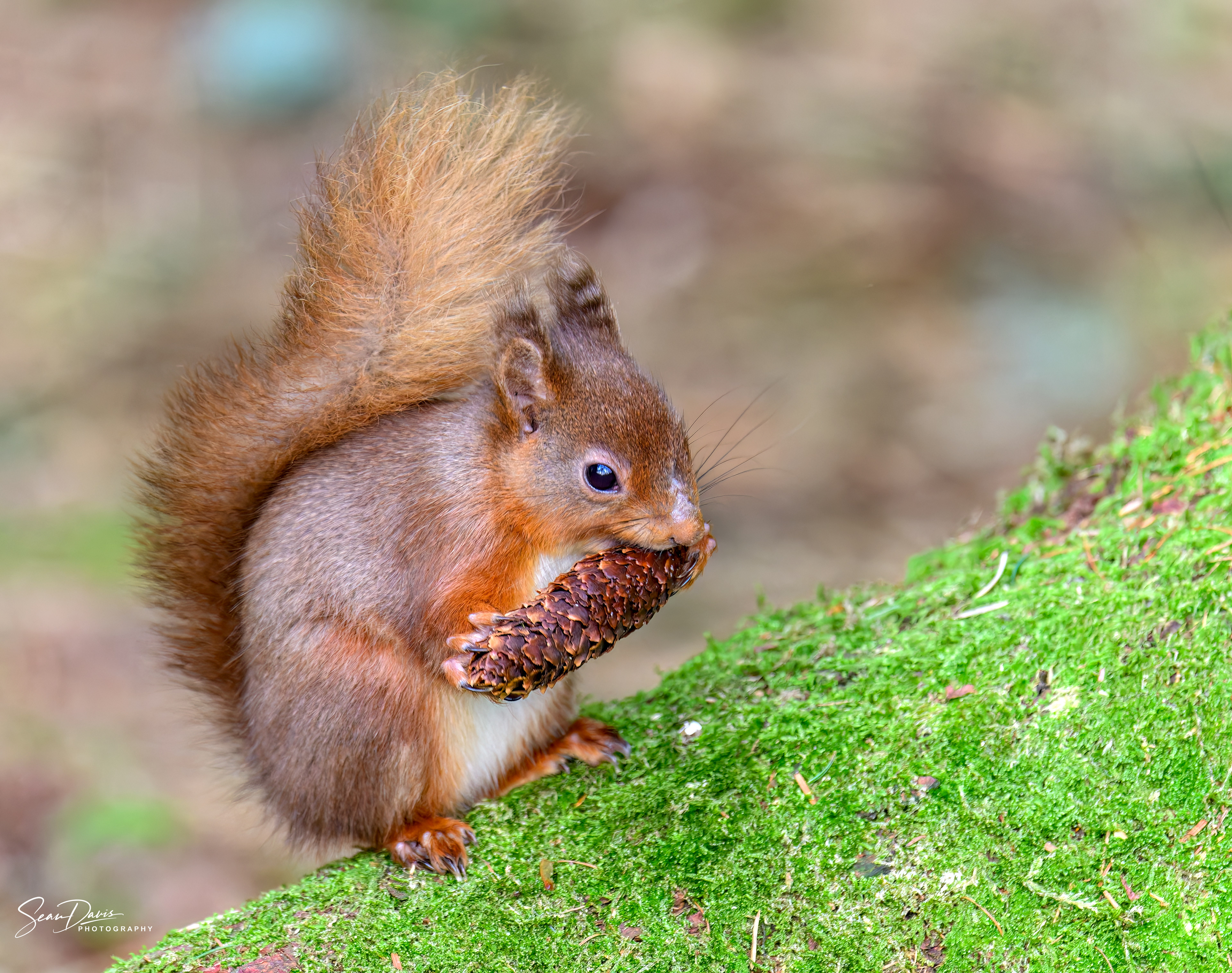 Red Squirrel