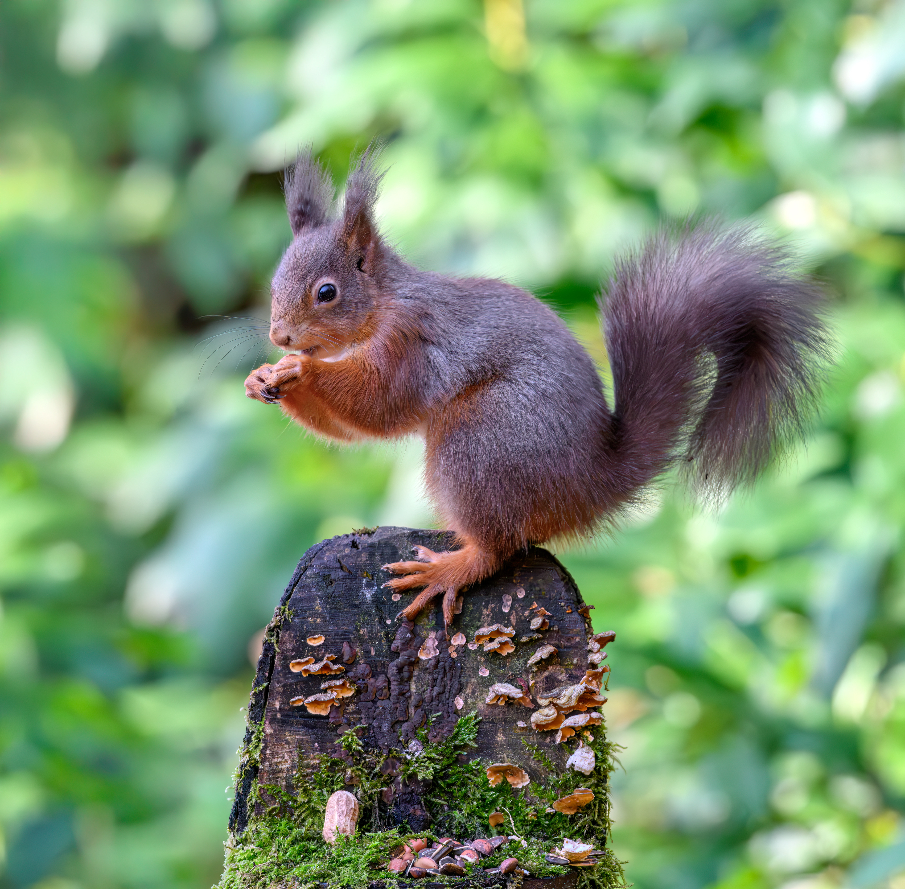 Red Squirrel