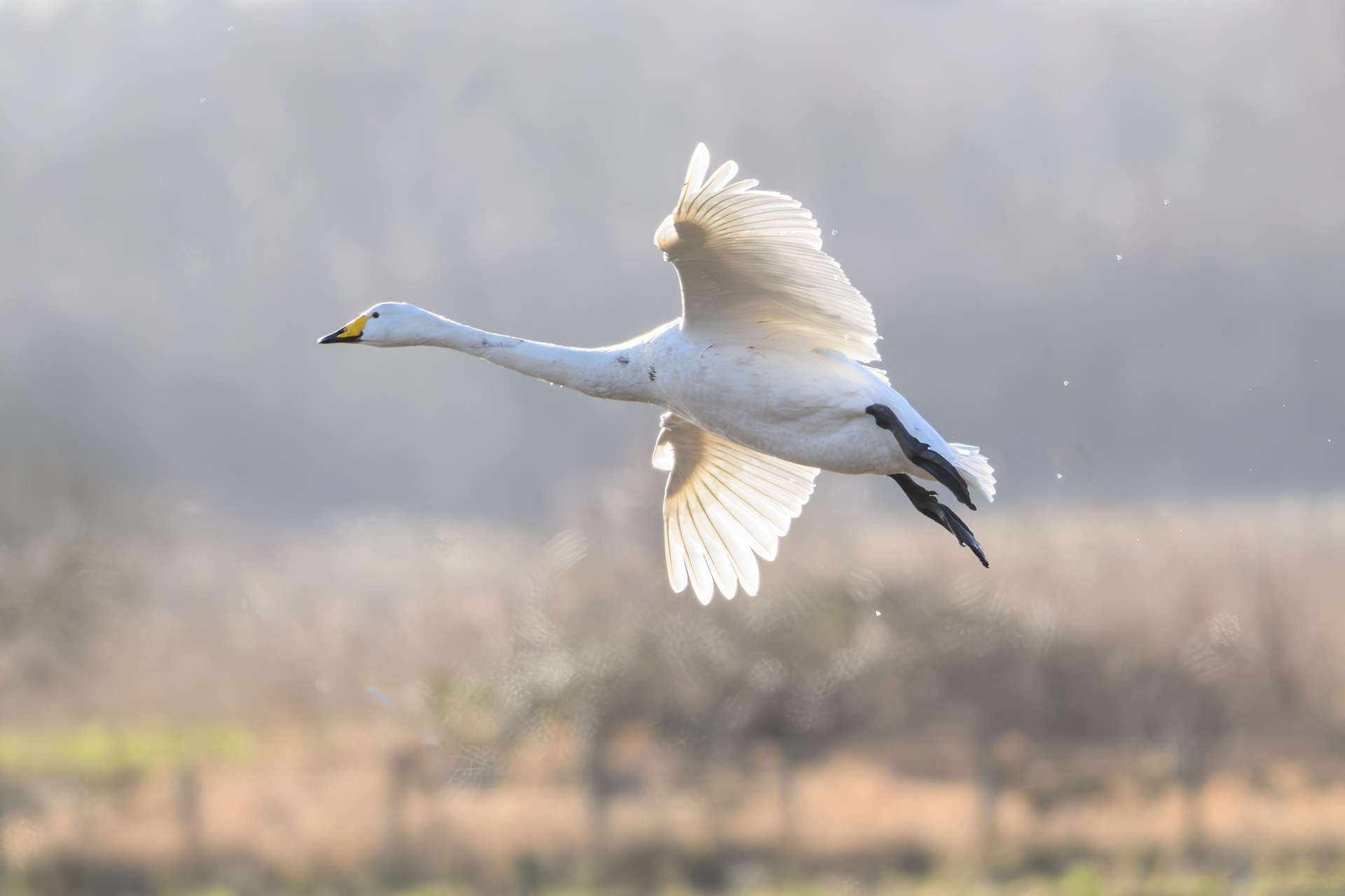 Whooper Swan