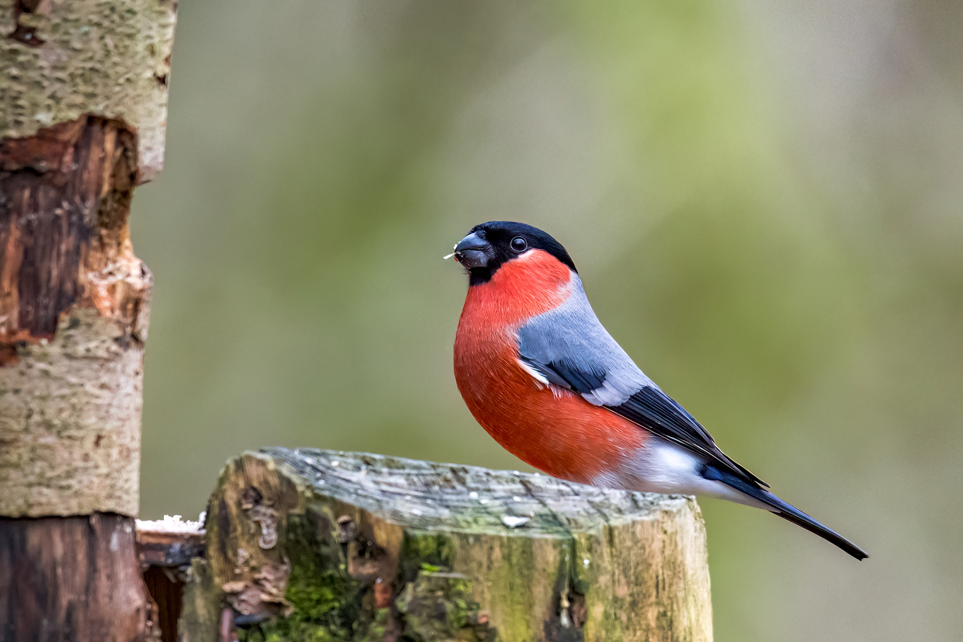 Male Bullfinch