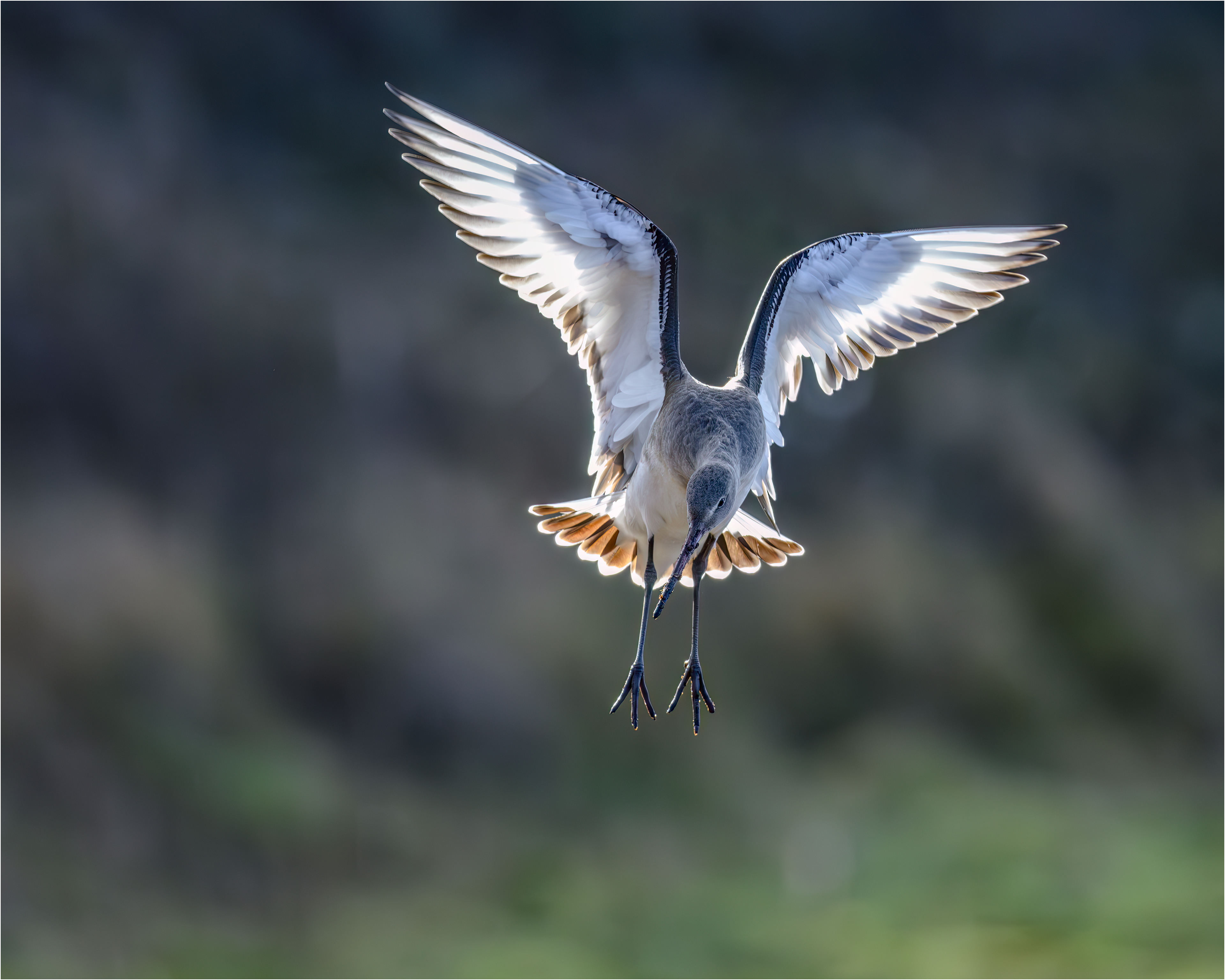 Black-tailed Godwit