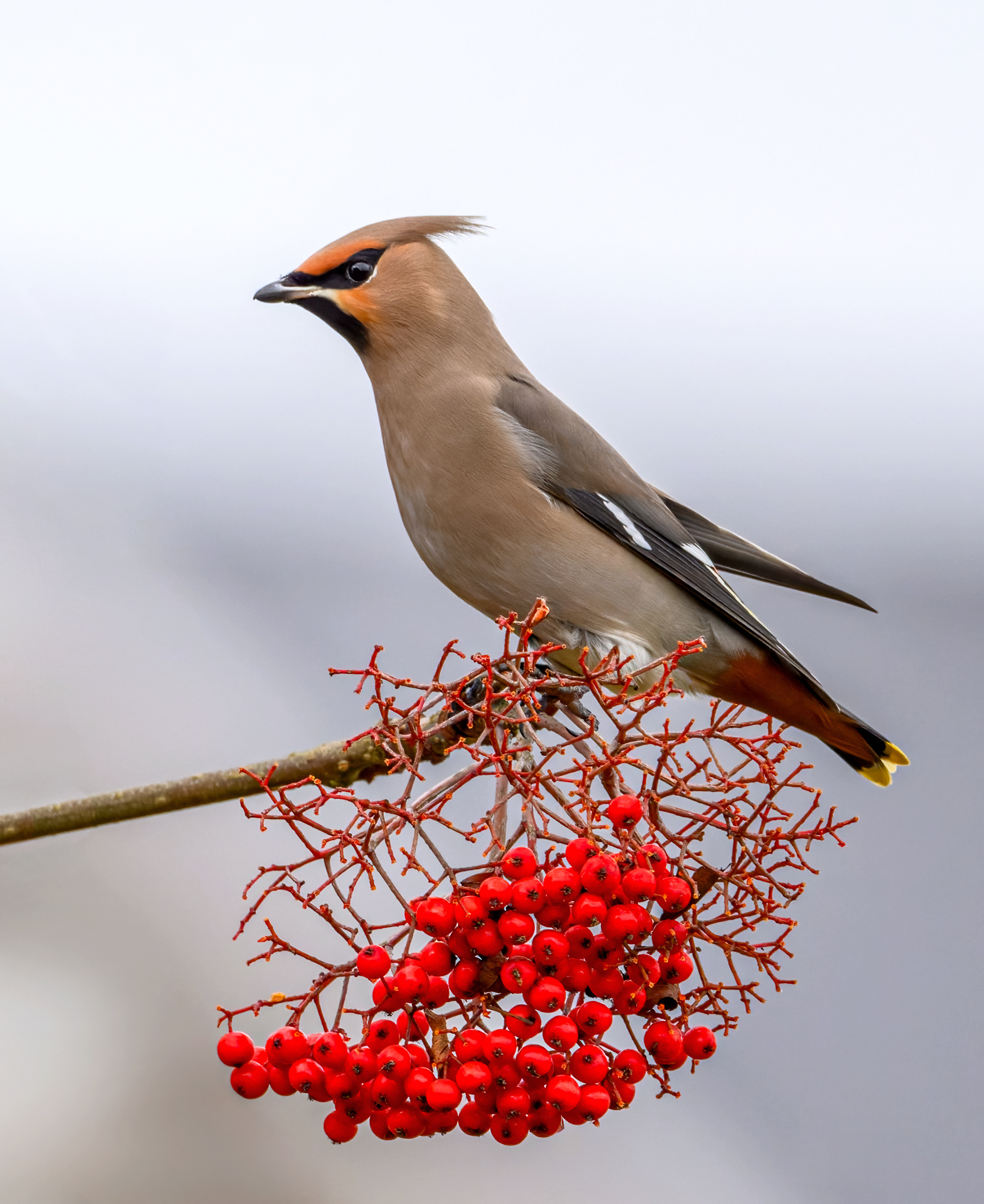 Waxwing