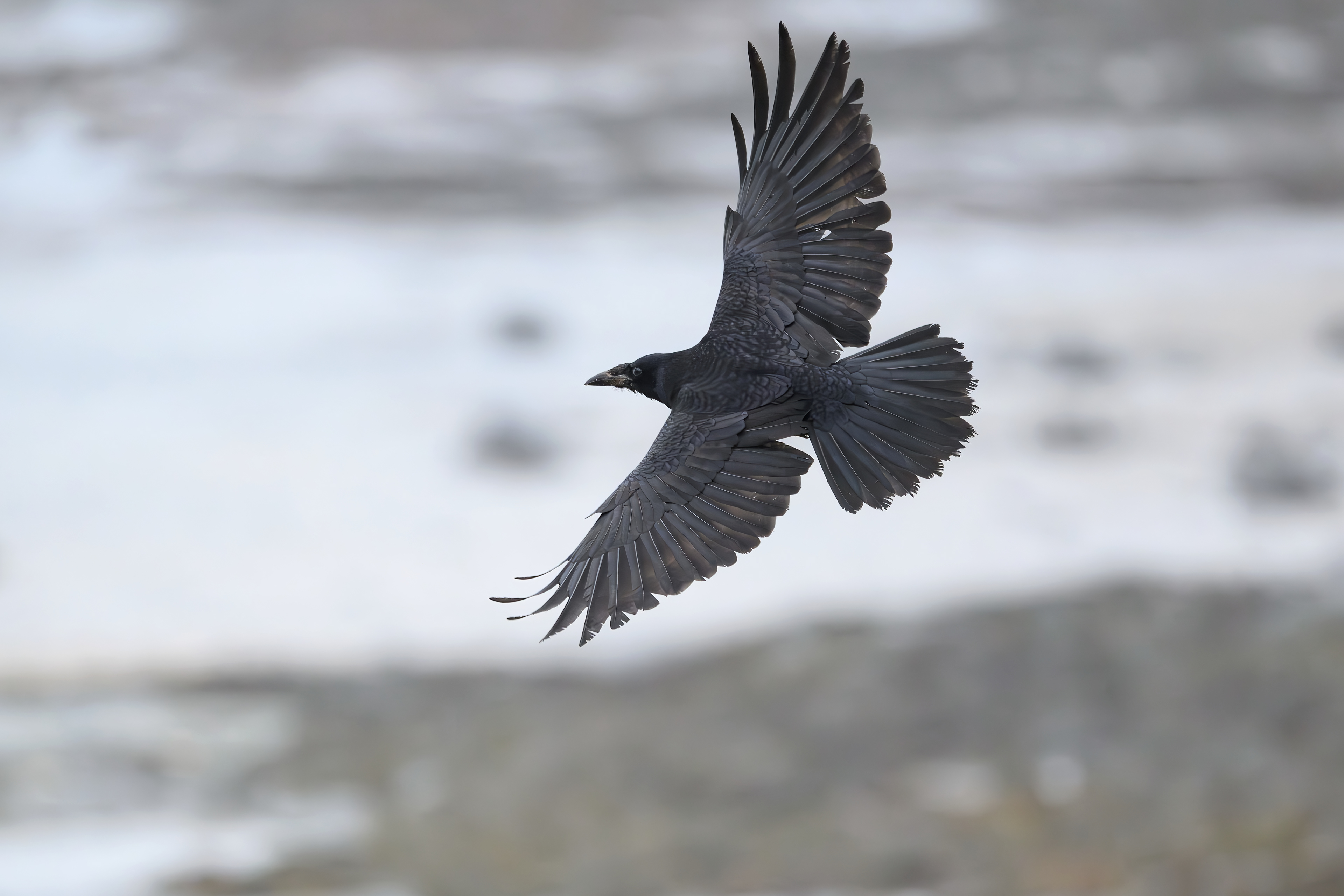 Common Raven