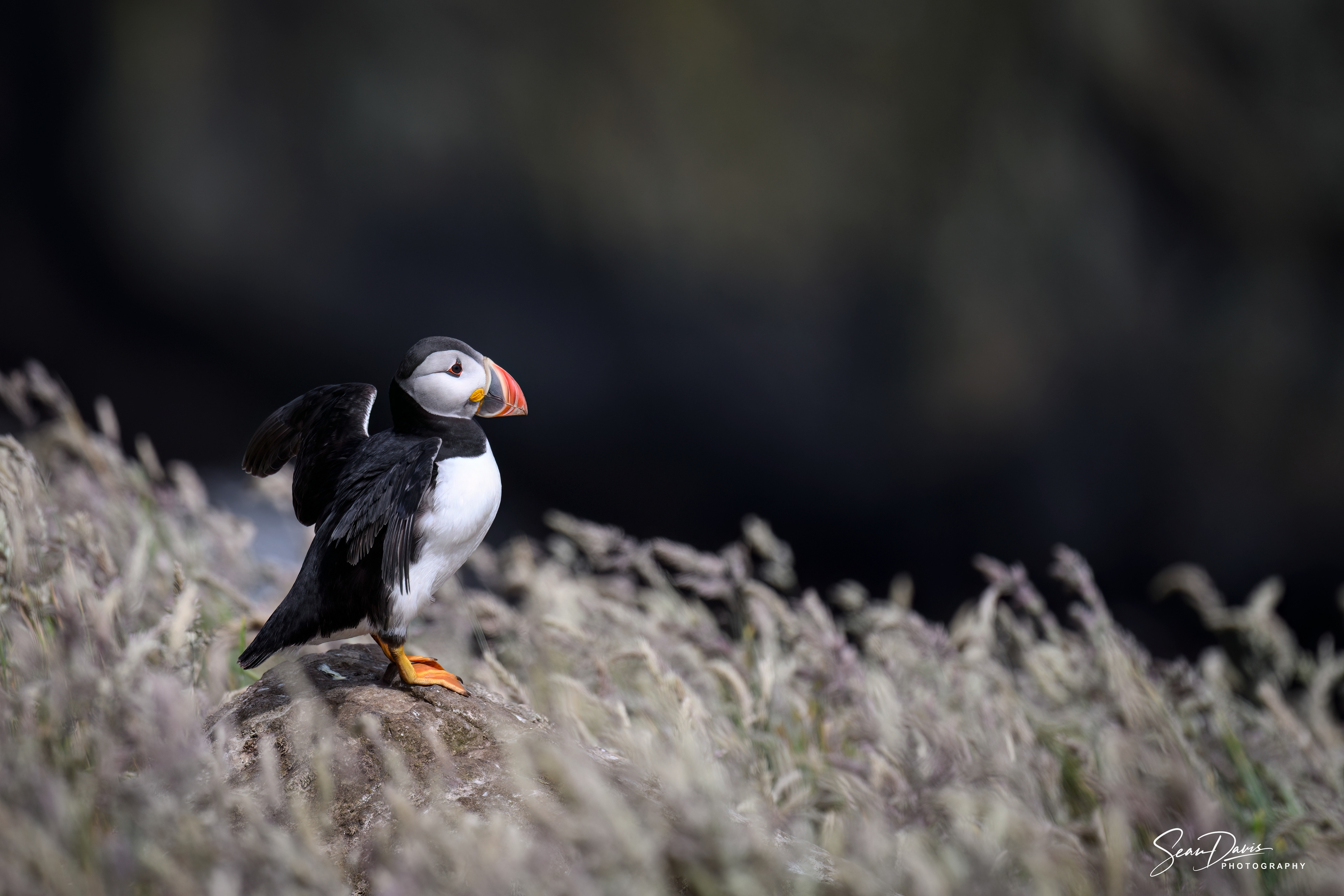 Puffin
