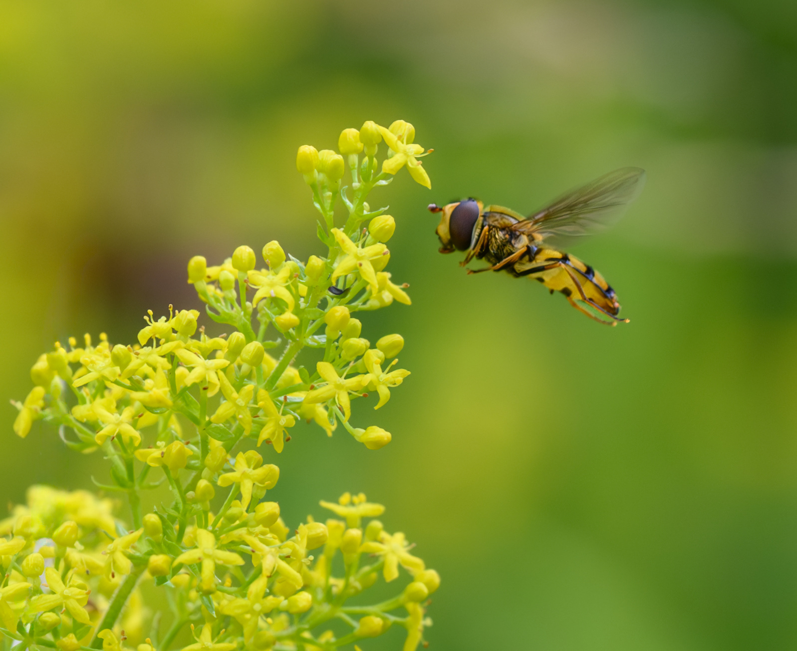Marmalade Hoverfly
