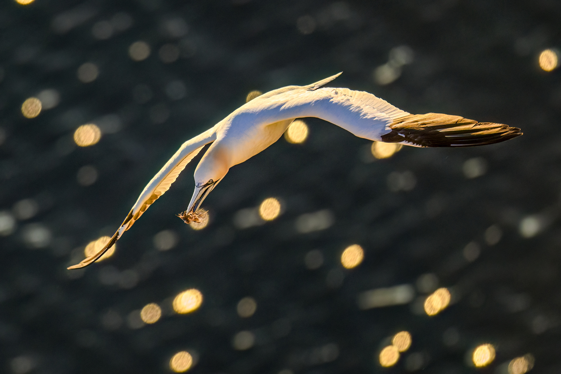 Gannet