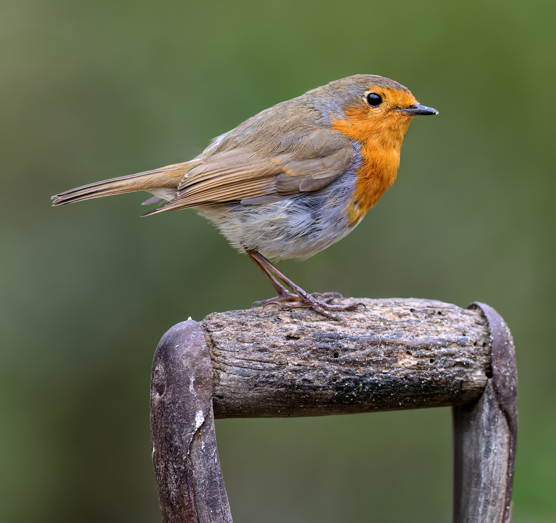 Robin