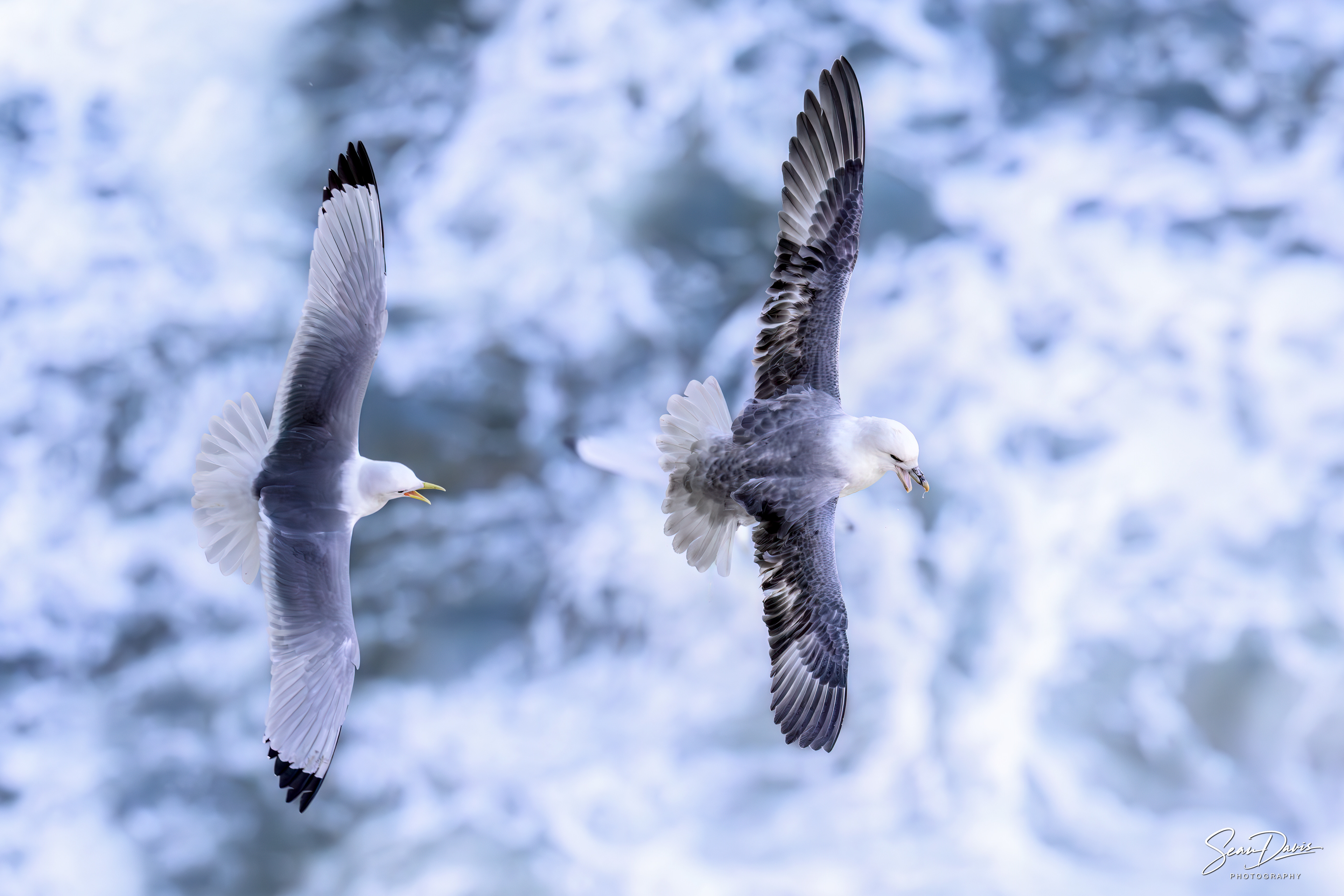 Kittiwake & Fulmar
