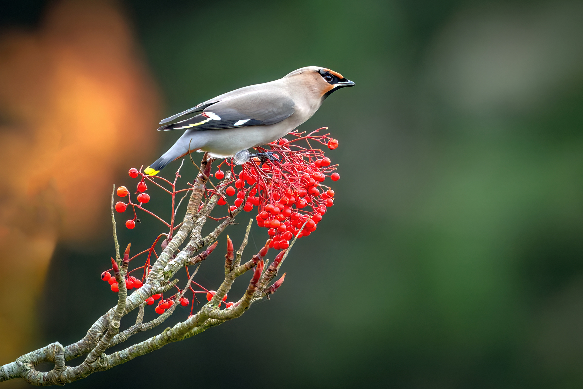 Waxwing
