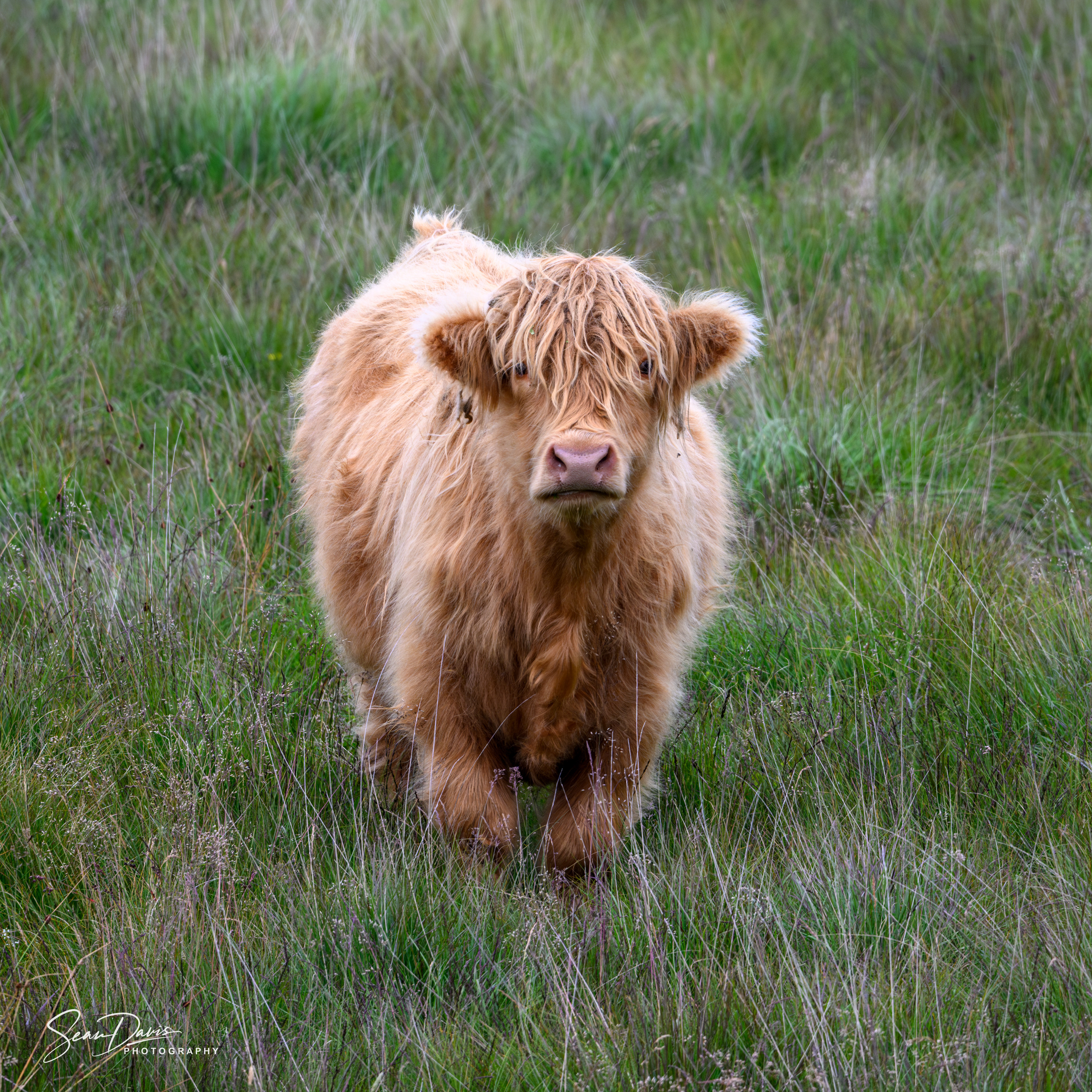 Highland Coo