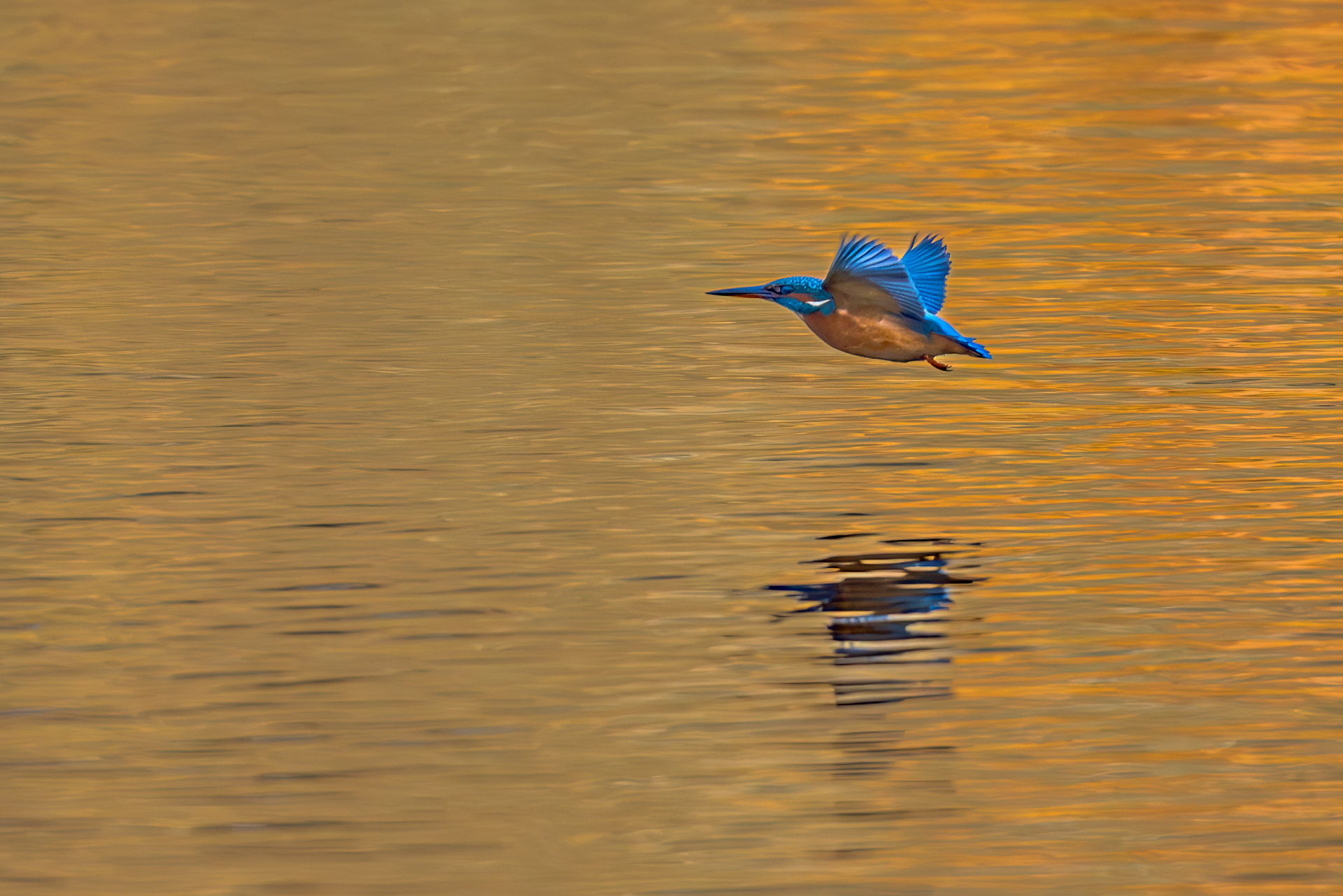 Kingfisher in the Autumn