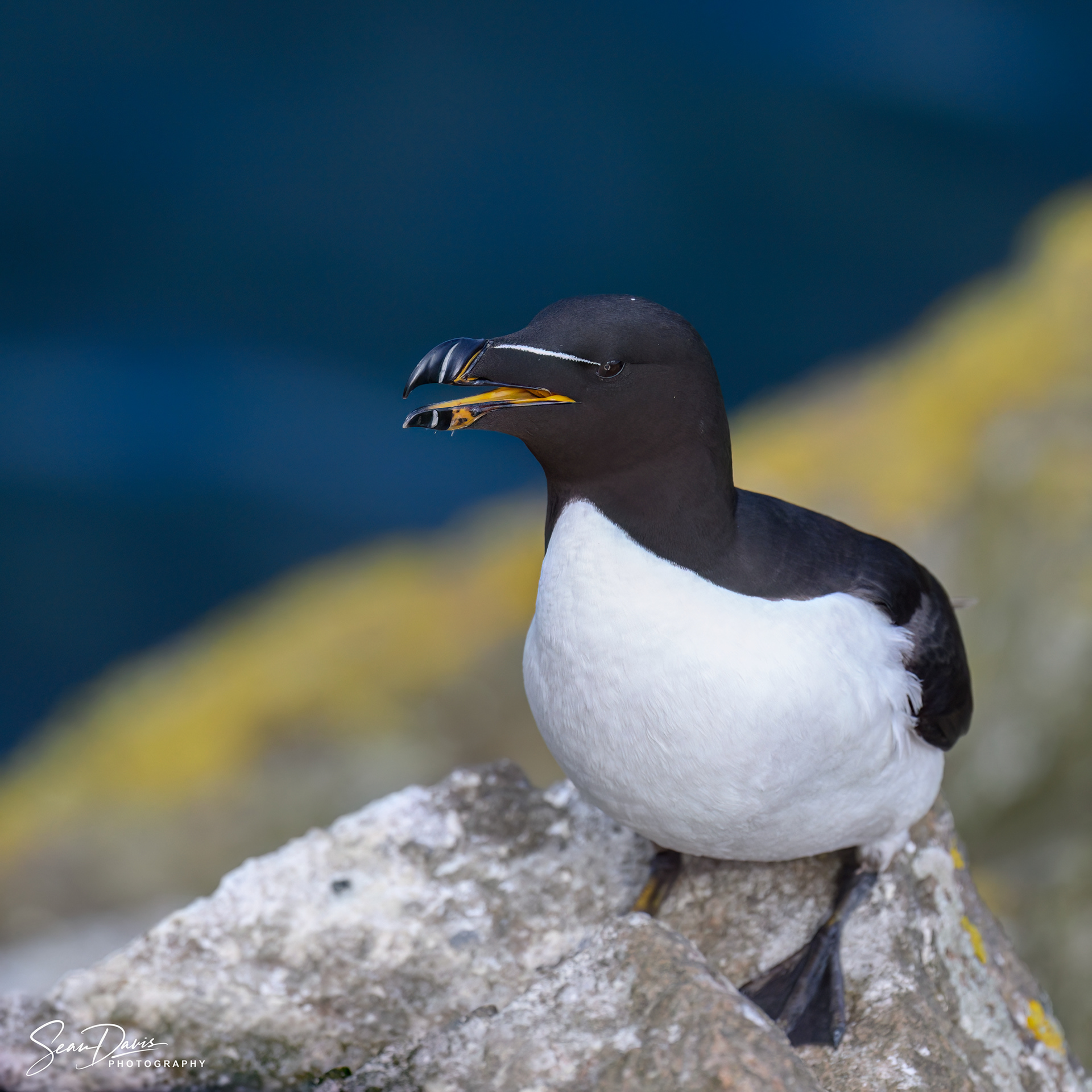 Razorbill
