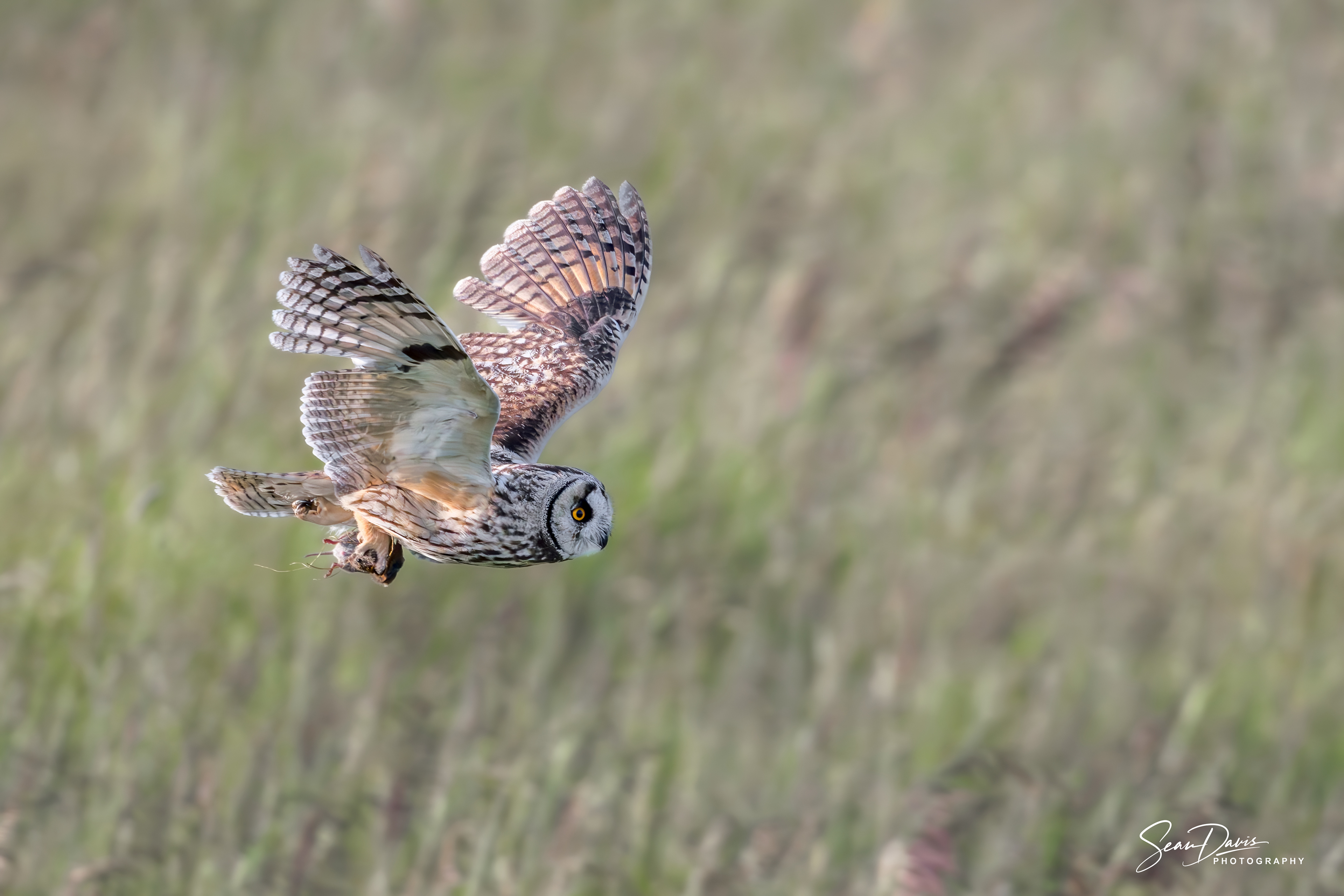 Long Eared Owl