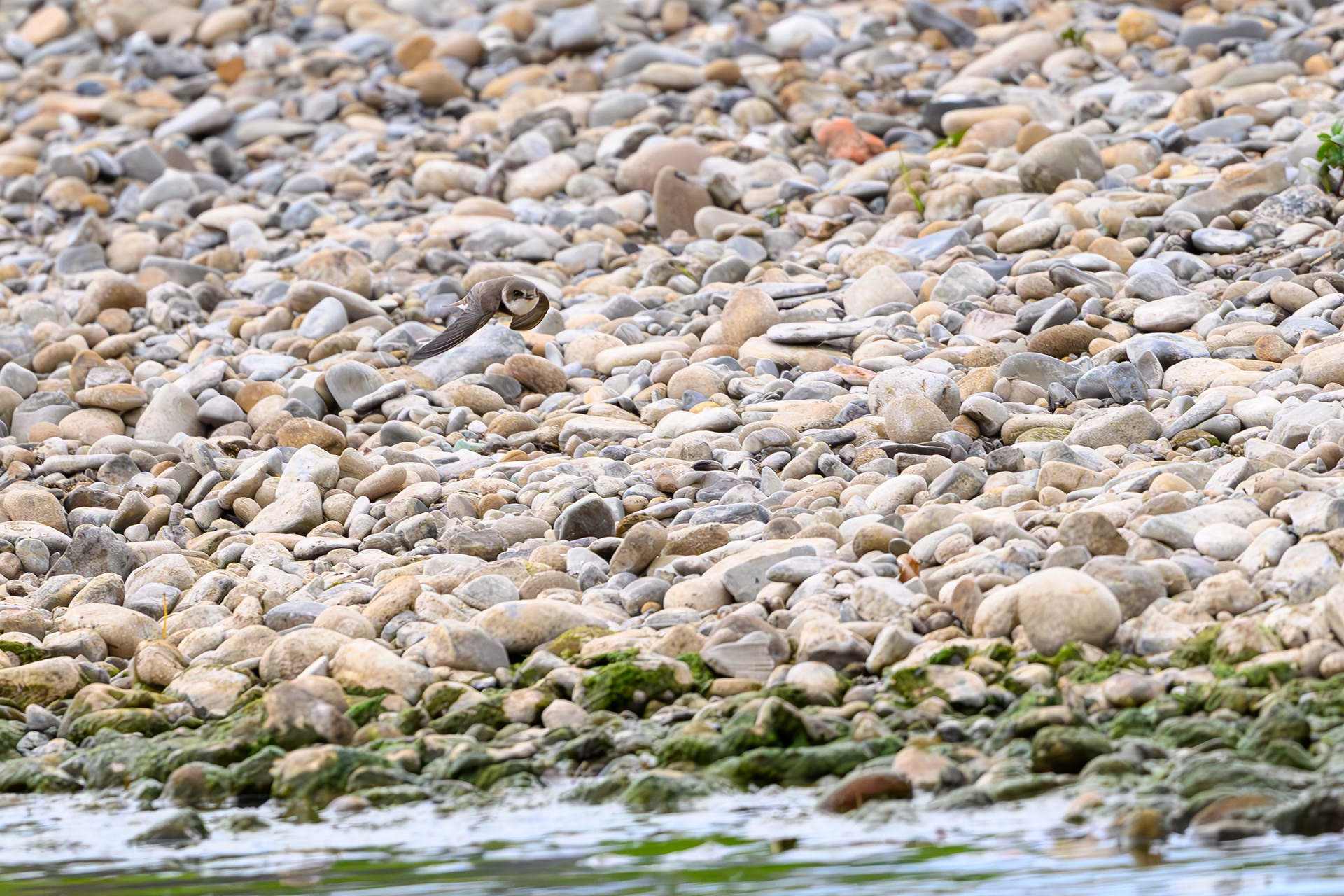 Sand Martin
