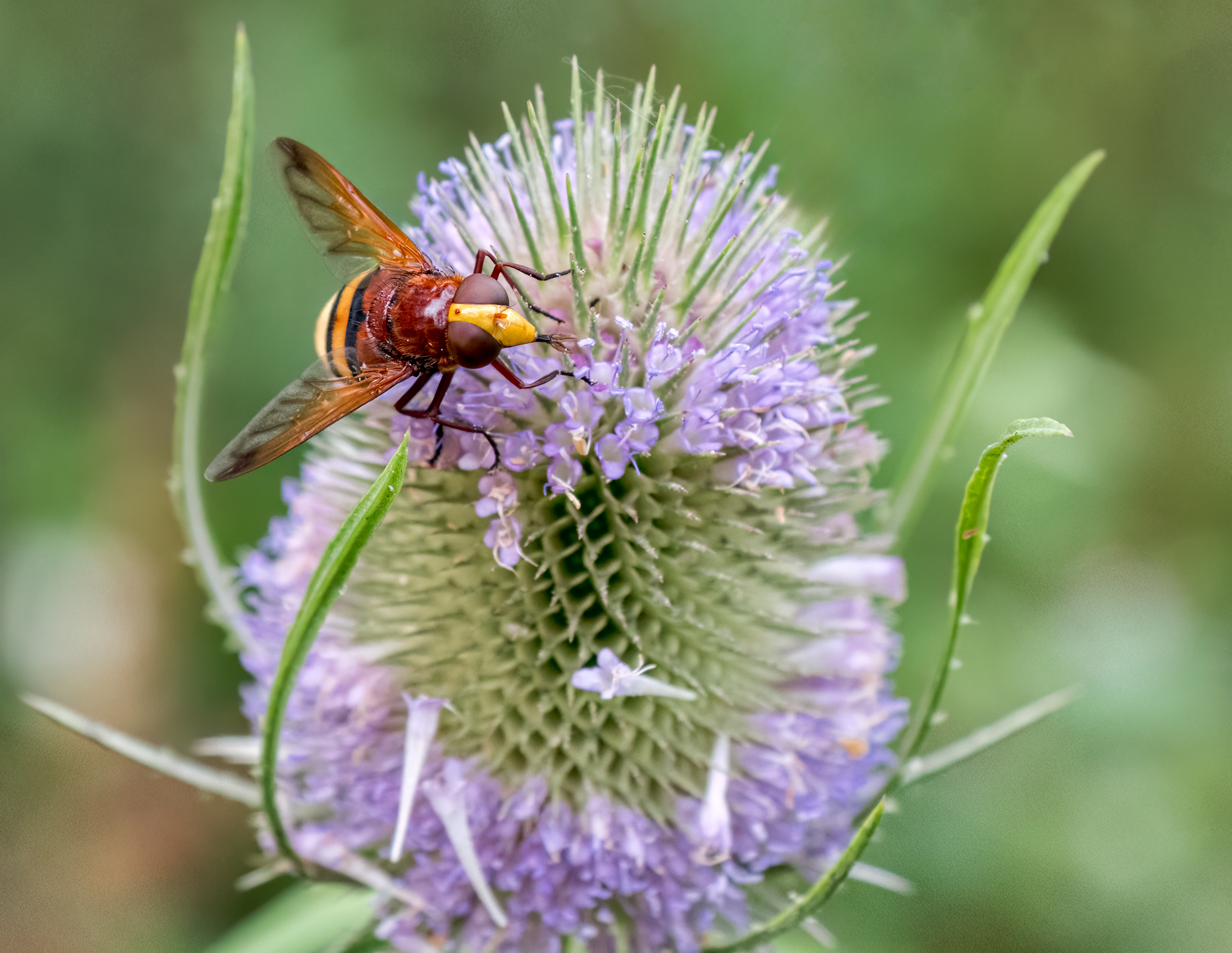 Hover Fly