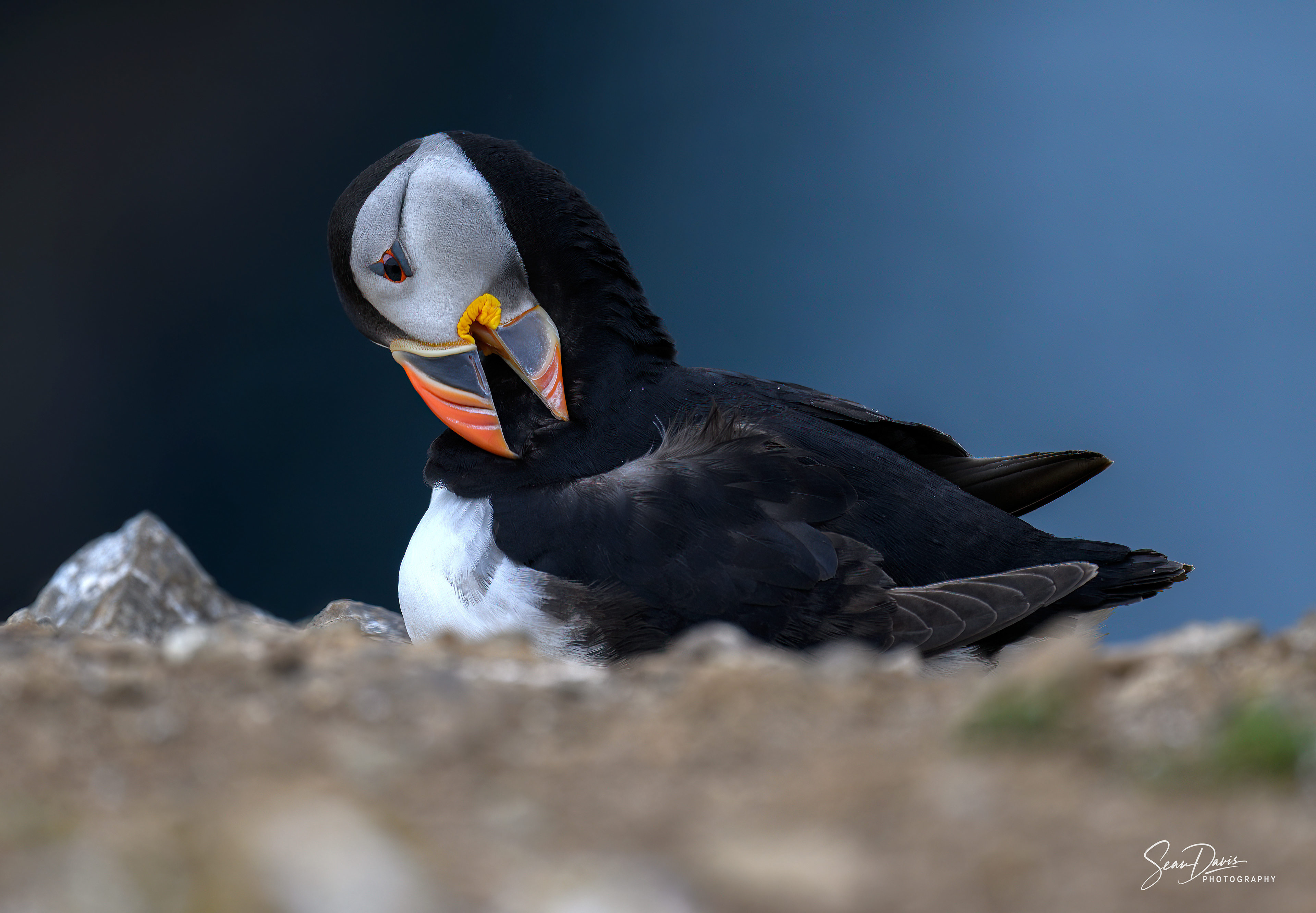 Puffin