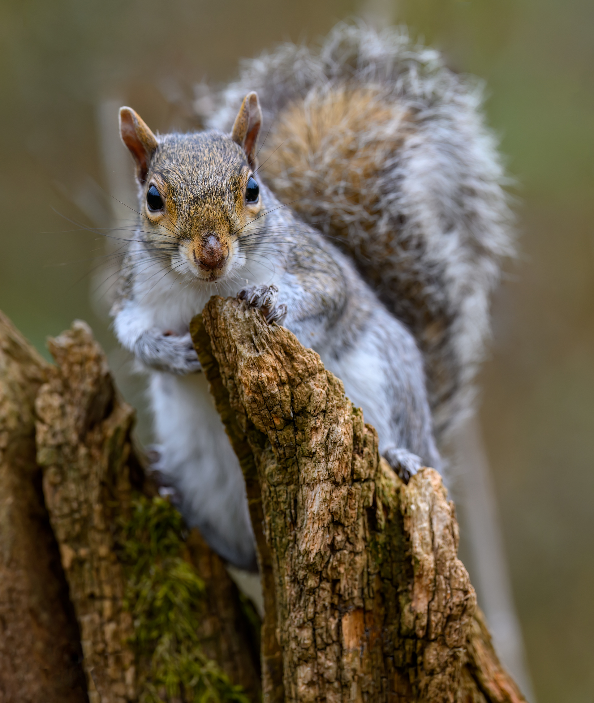 Eastern Grey Squirrel