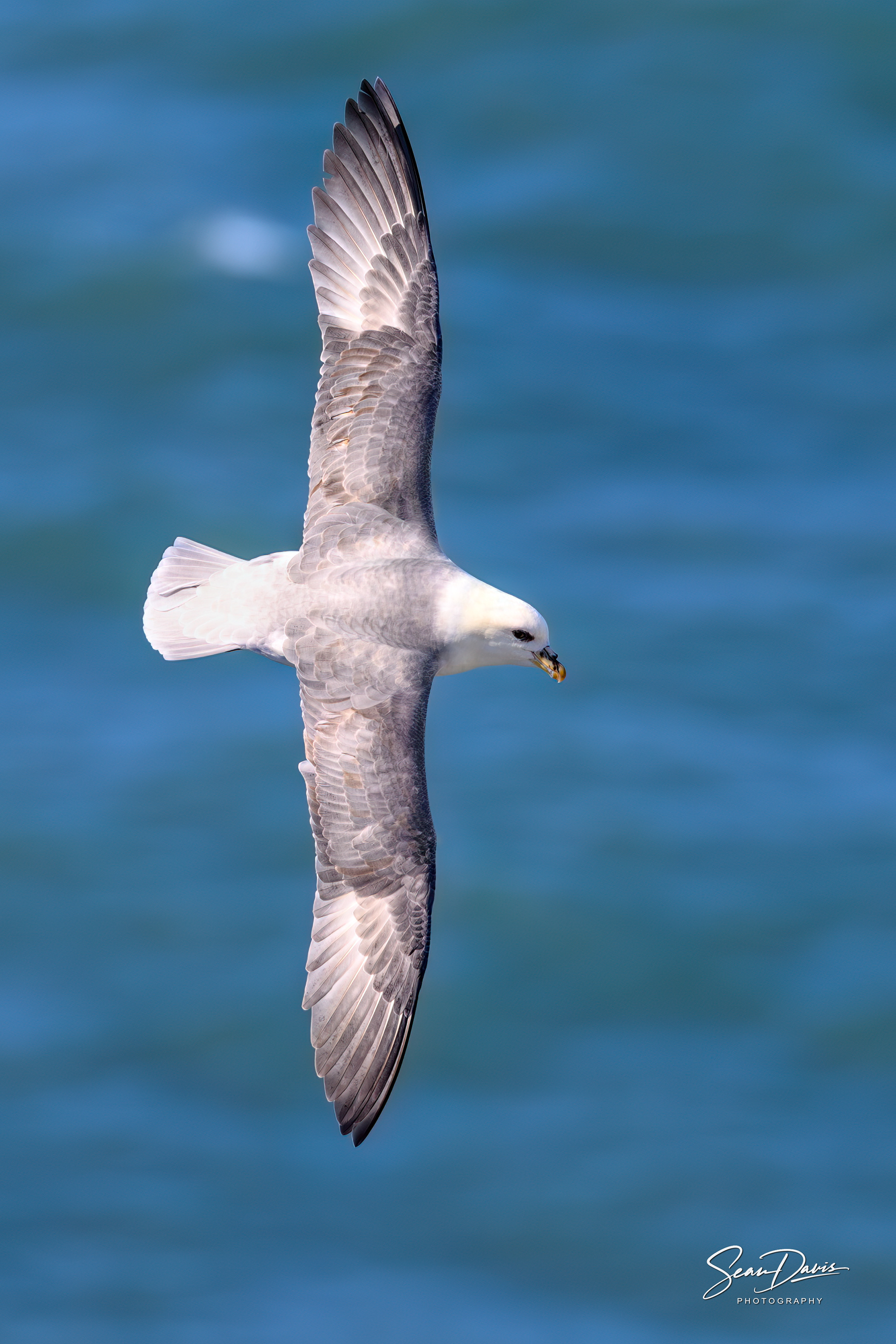 Northern Fulmar