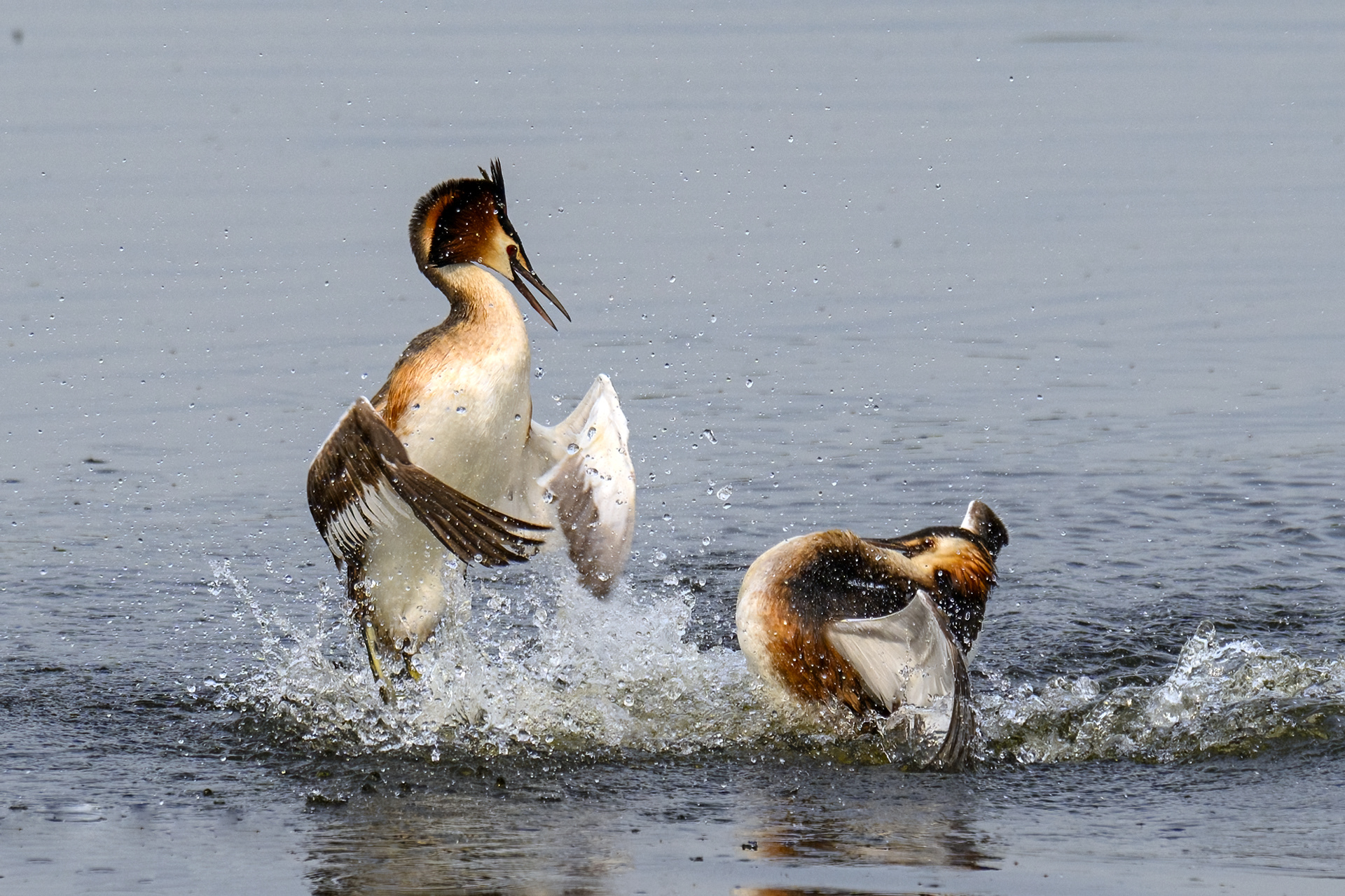 Fight between 2 males