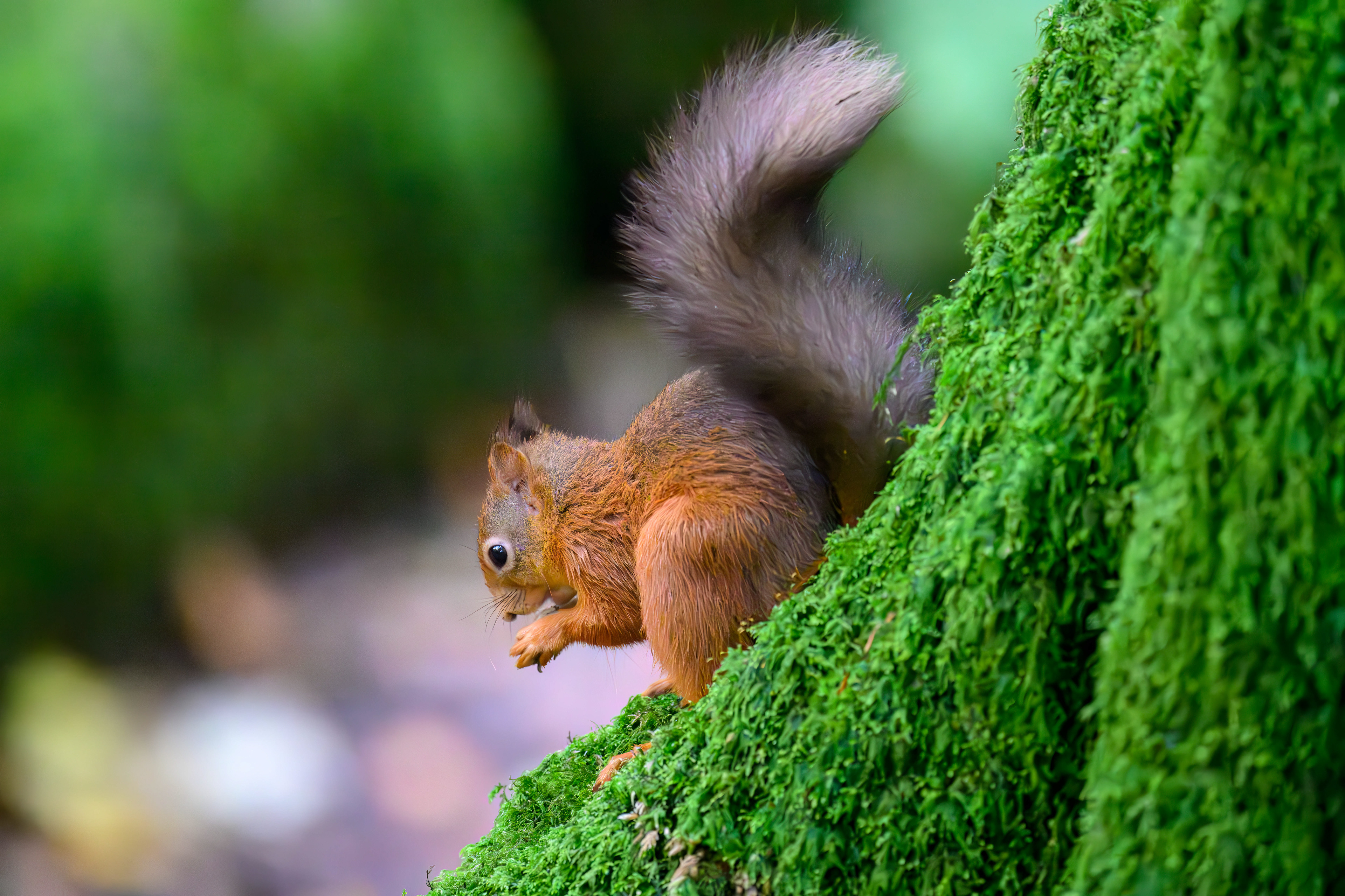 Red Squirrel