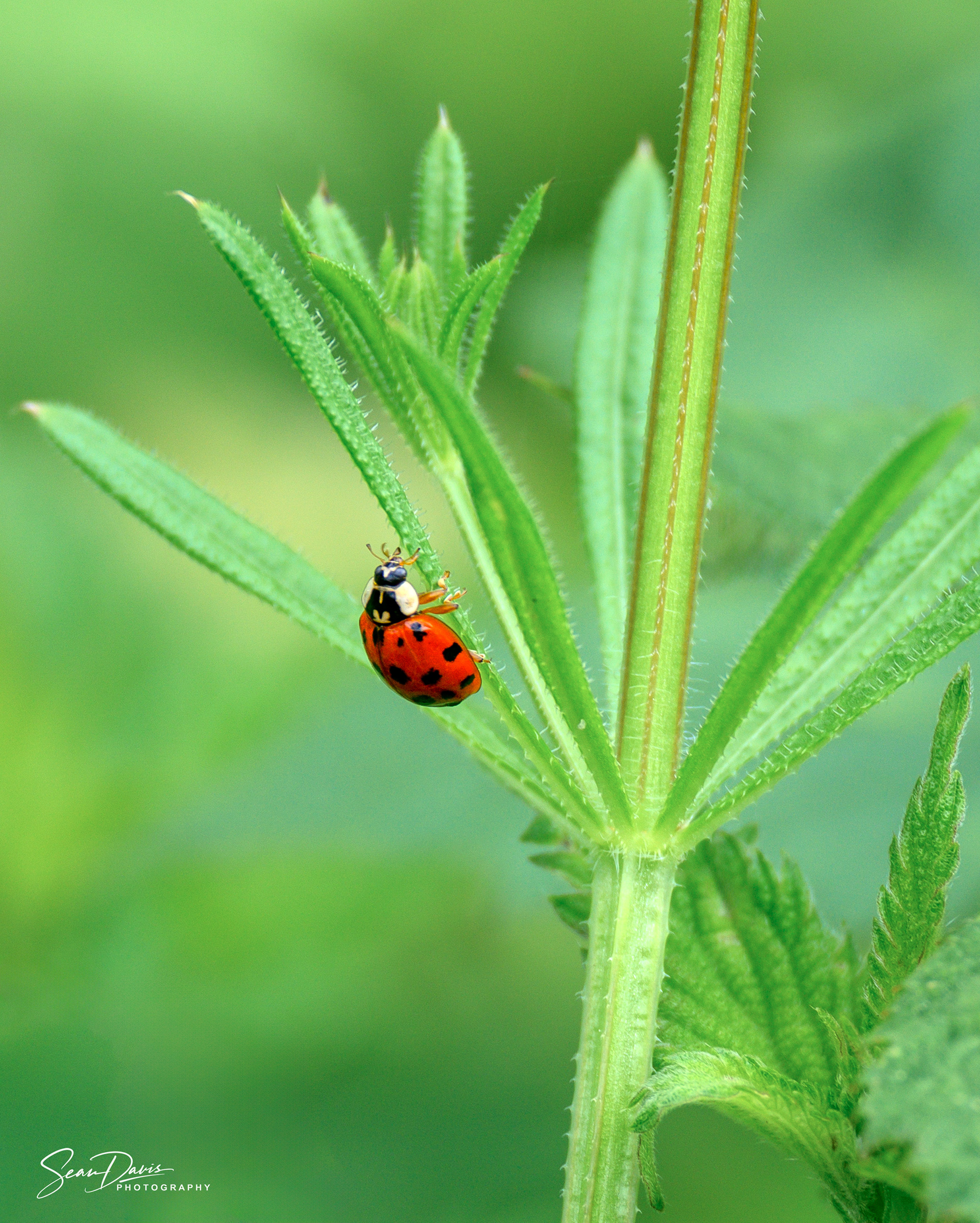 Lady Bettle