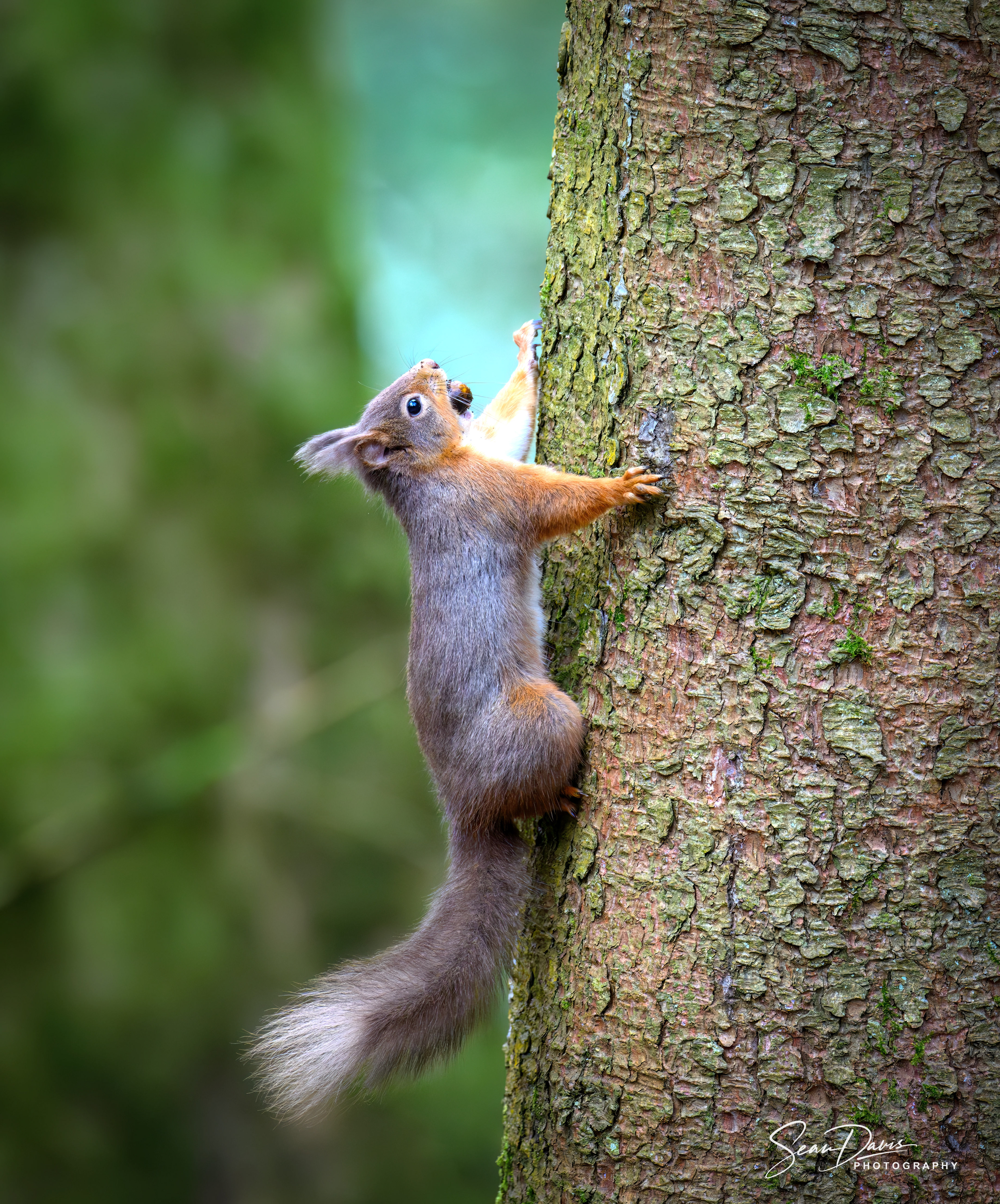 Red Squirrel