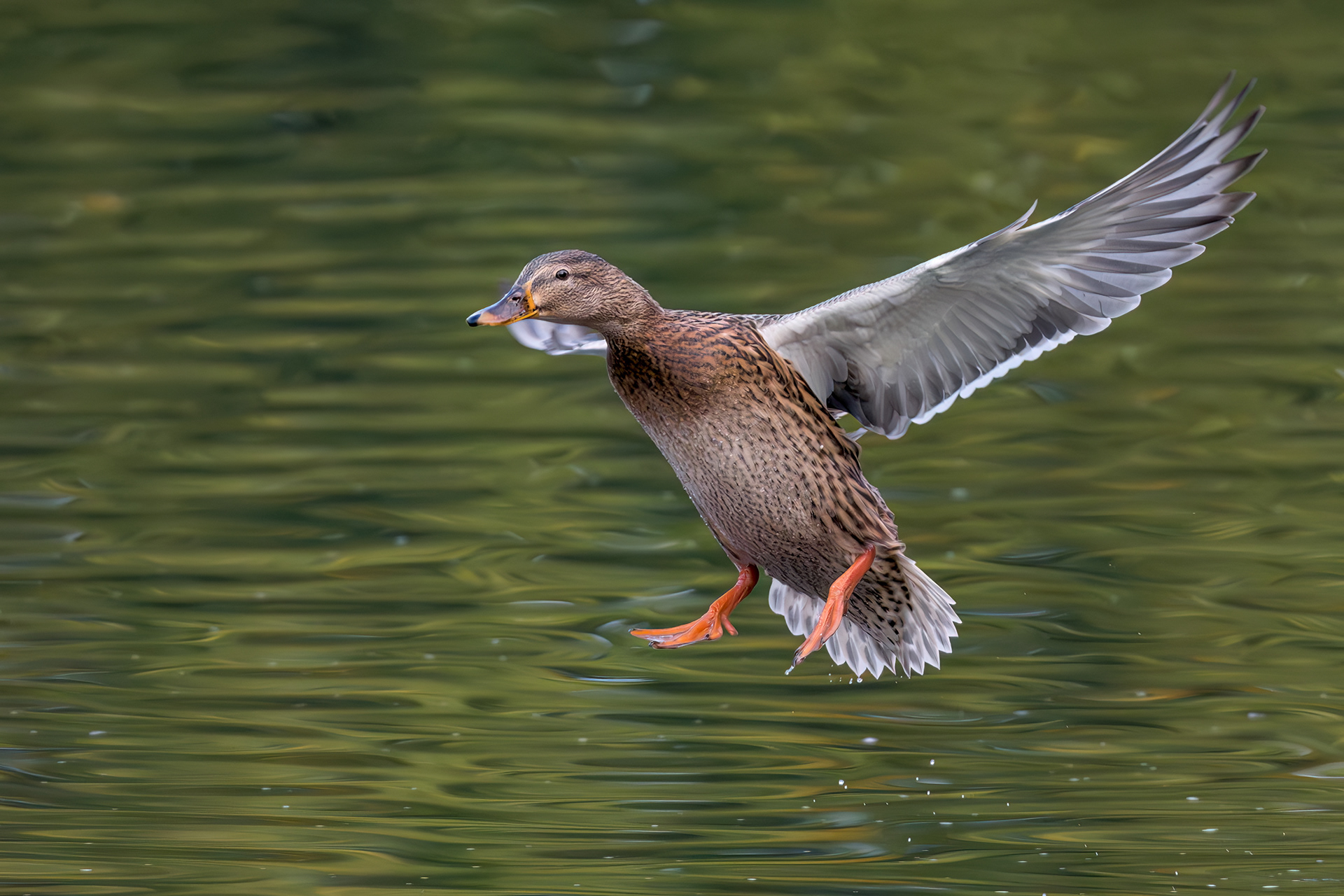 Female Mallard Duck