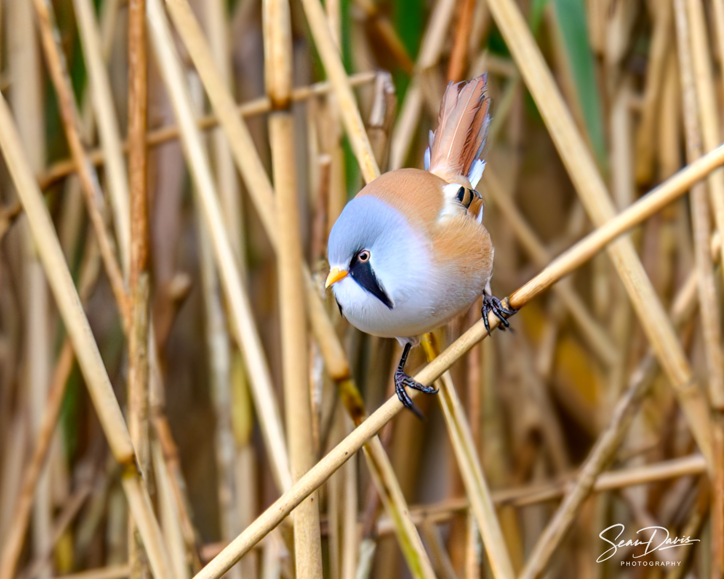 Bearded Tit
