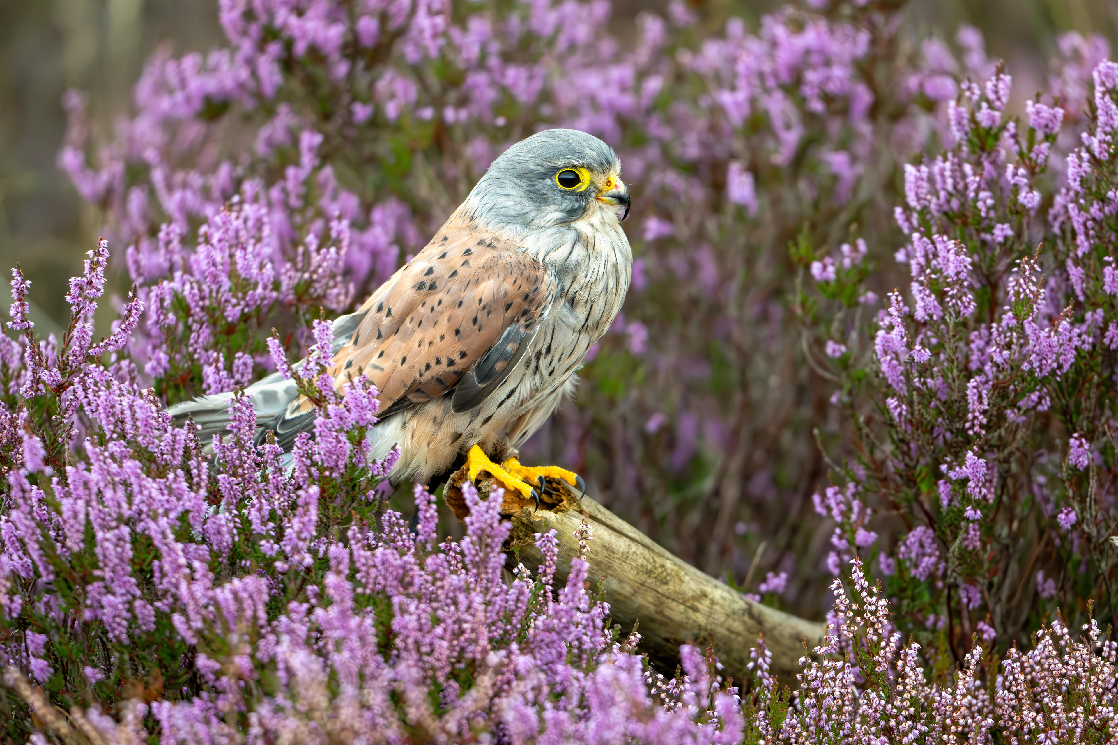 Kestrel