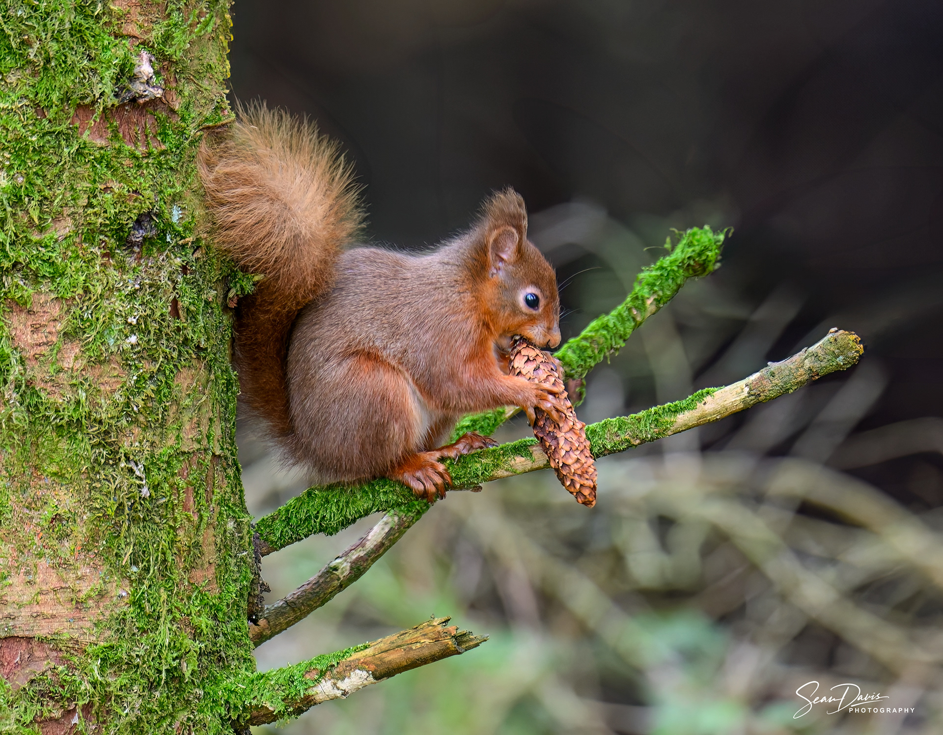 Red Squirrel