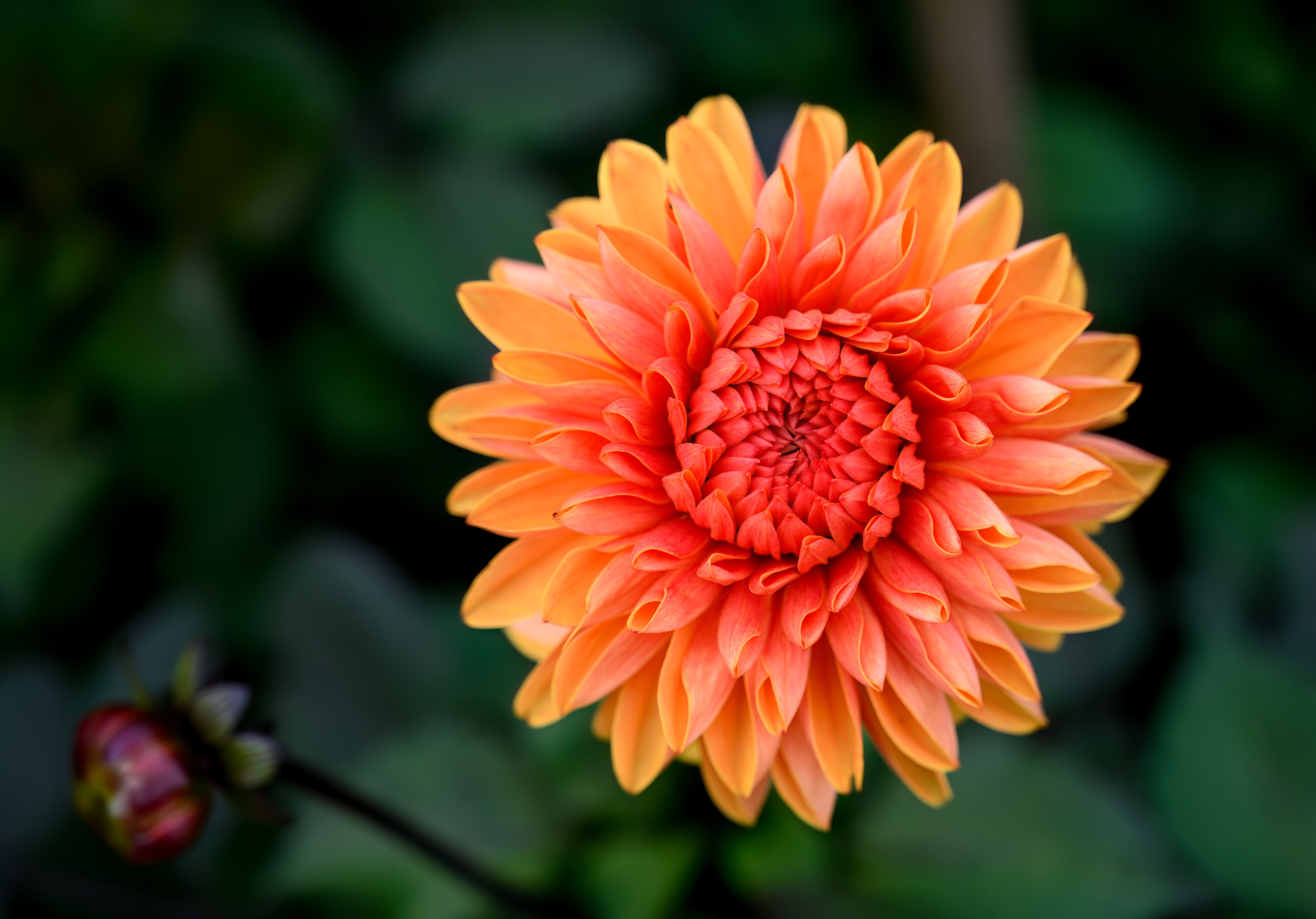 Dahlia