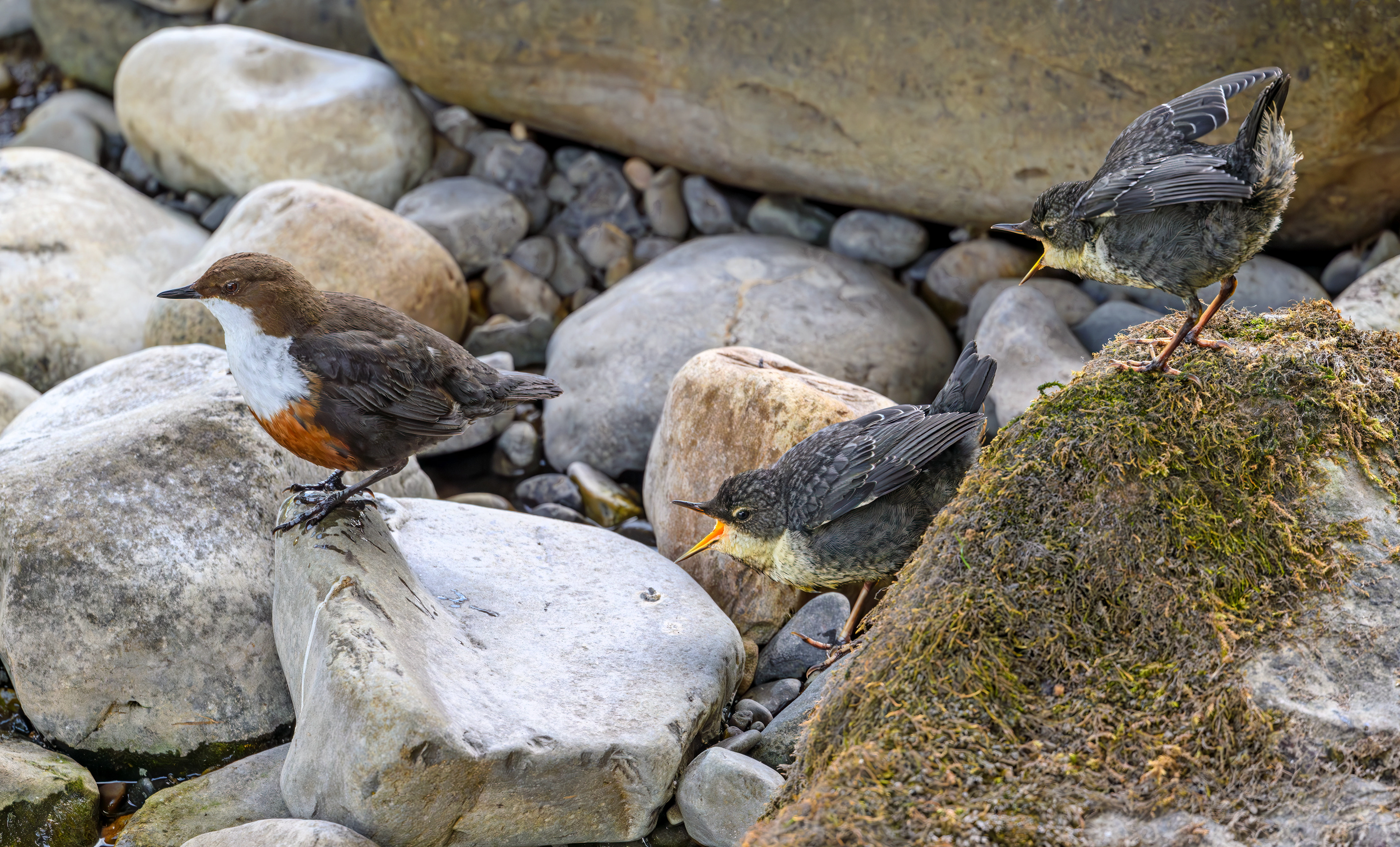 Juvenille White Throated Dippers