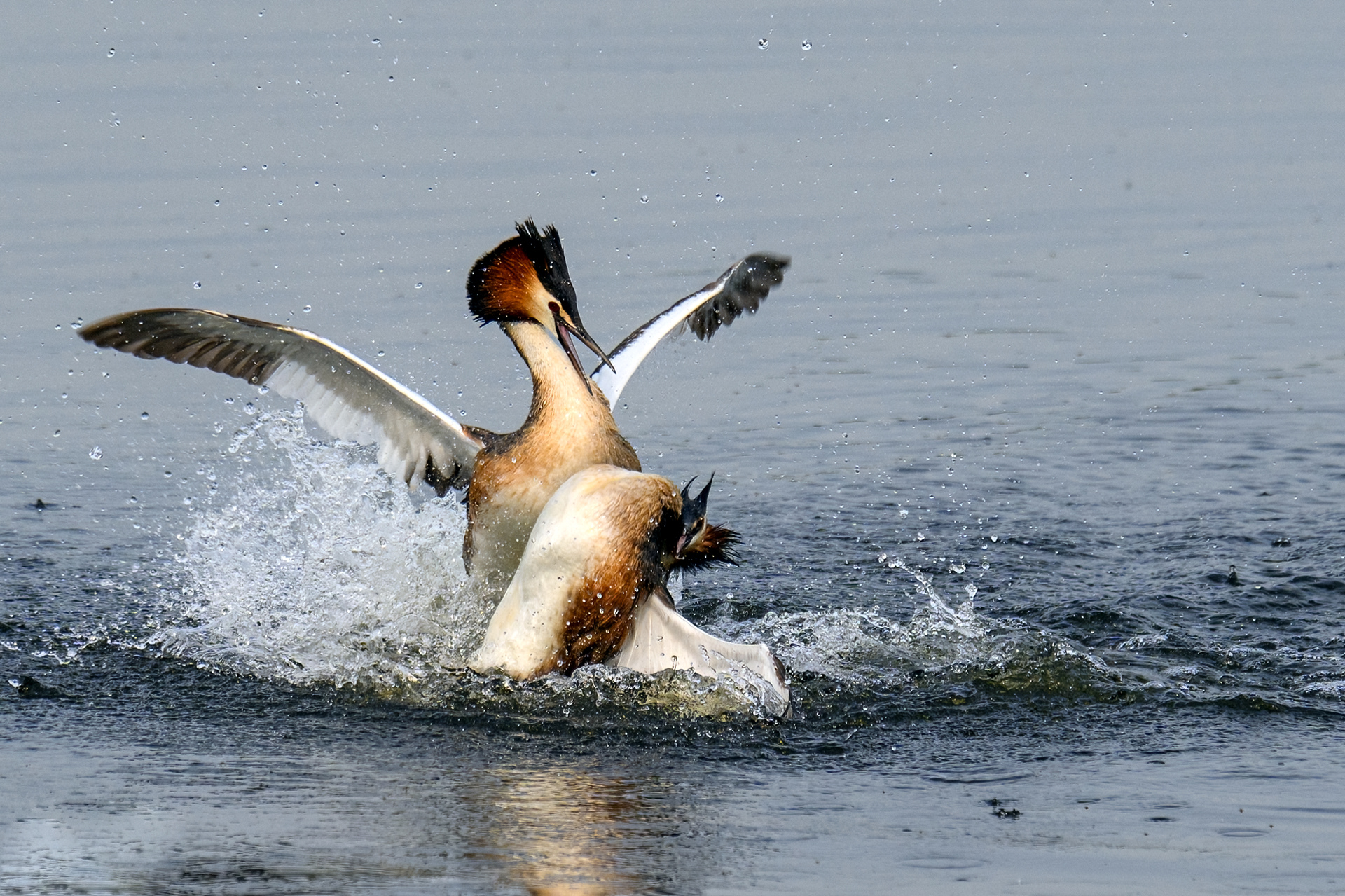 Fight between 2 males
