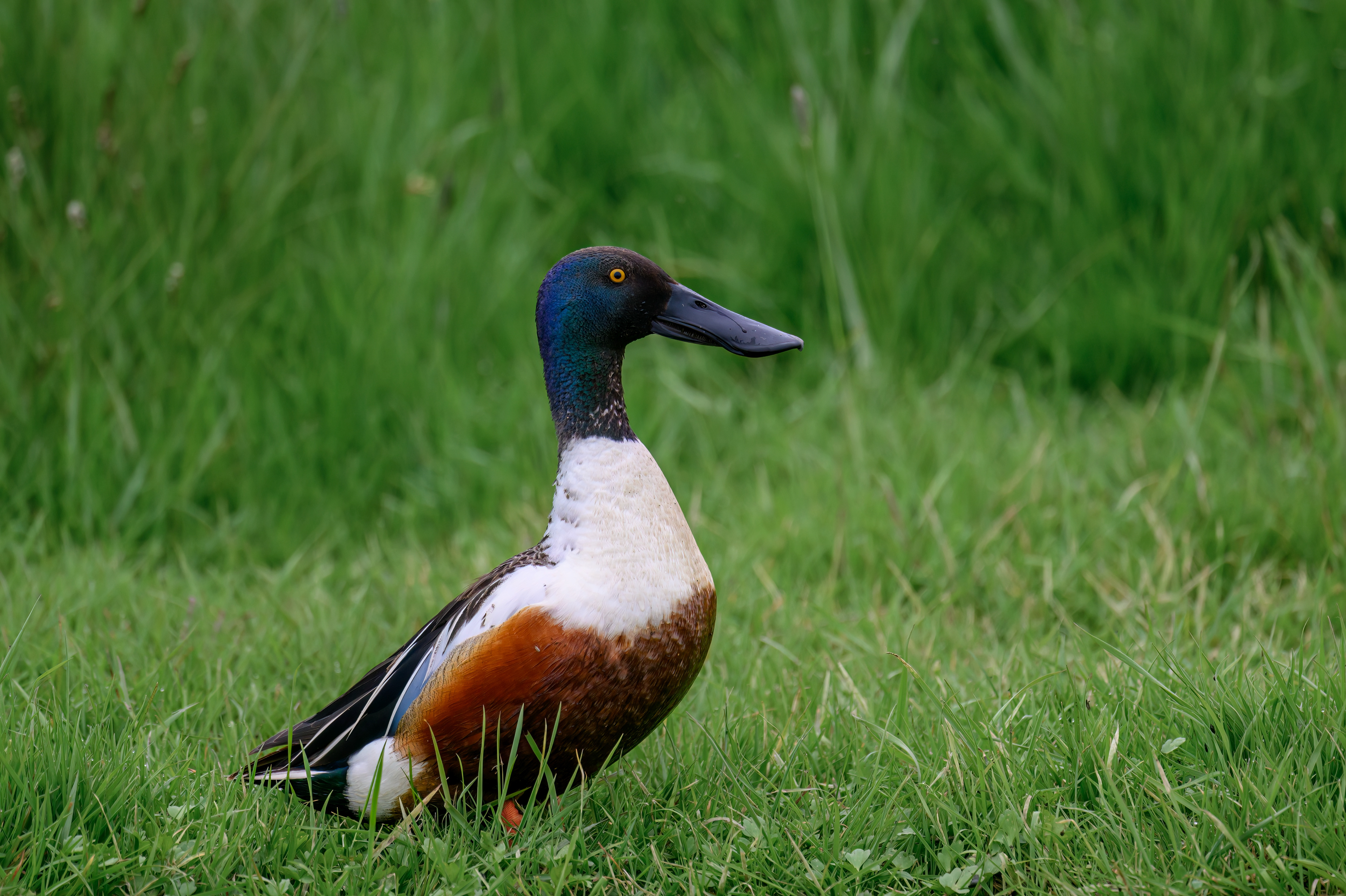 Shoveler