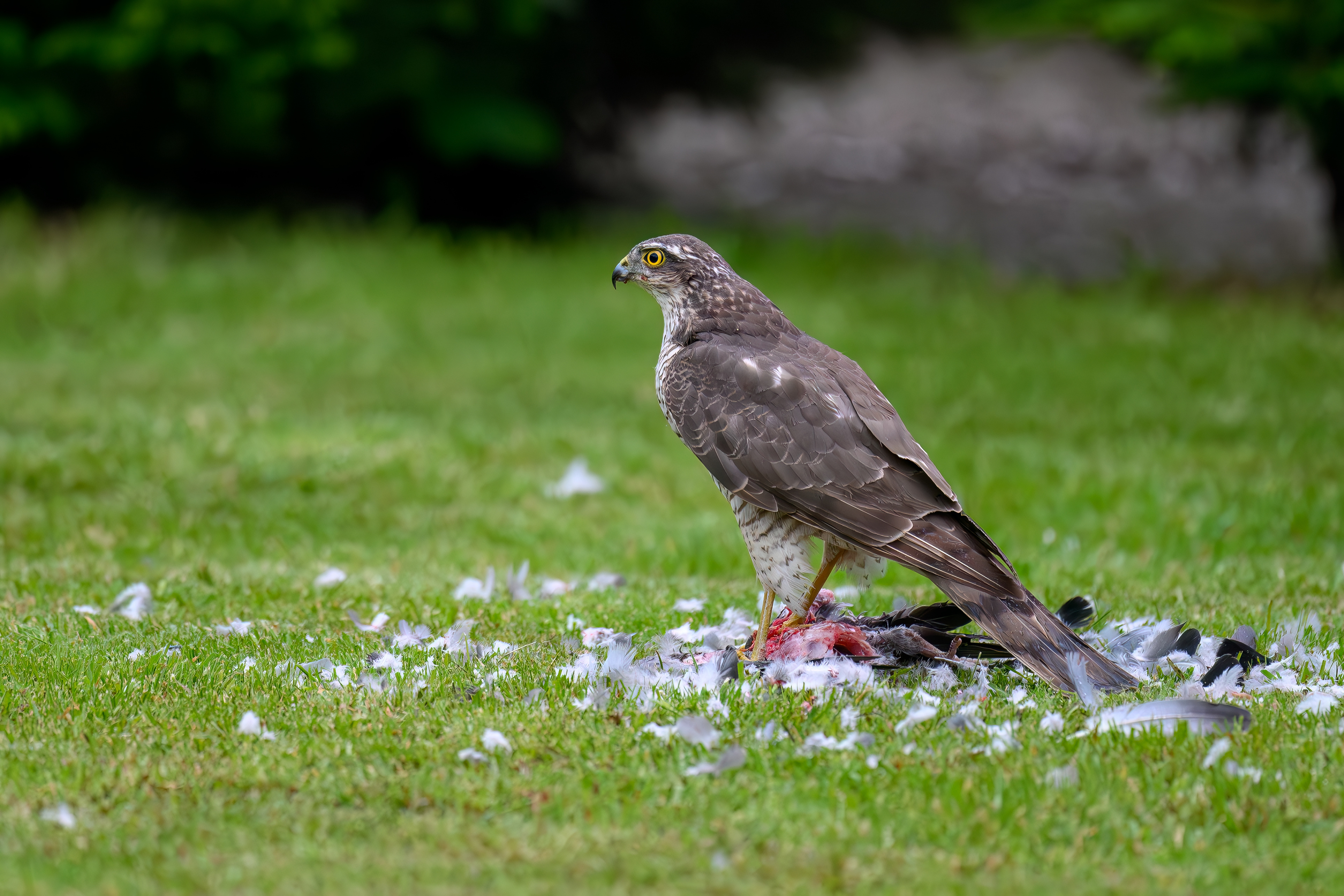Sparrowhawk