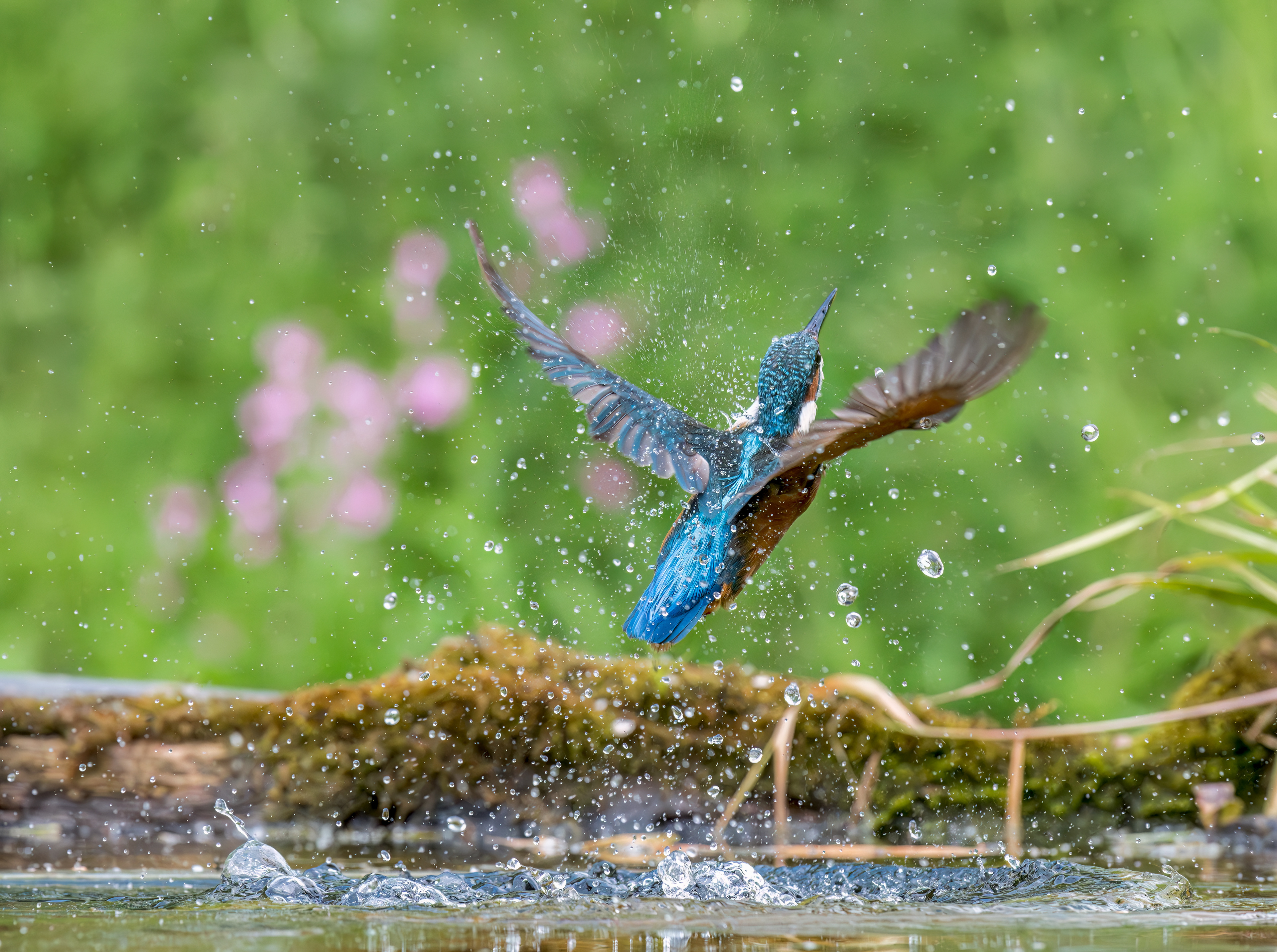 Common Kingfisher